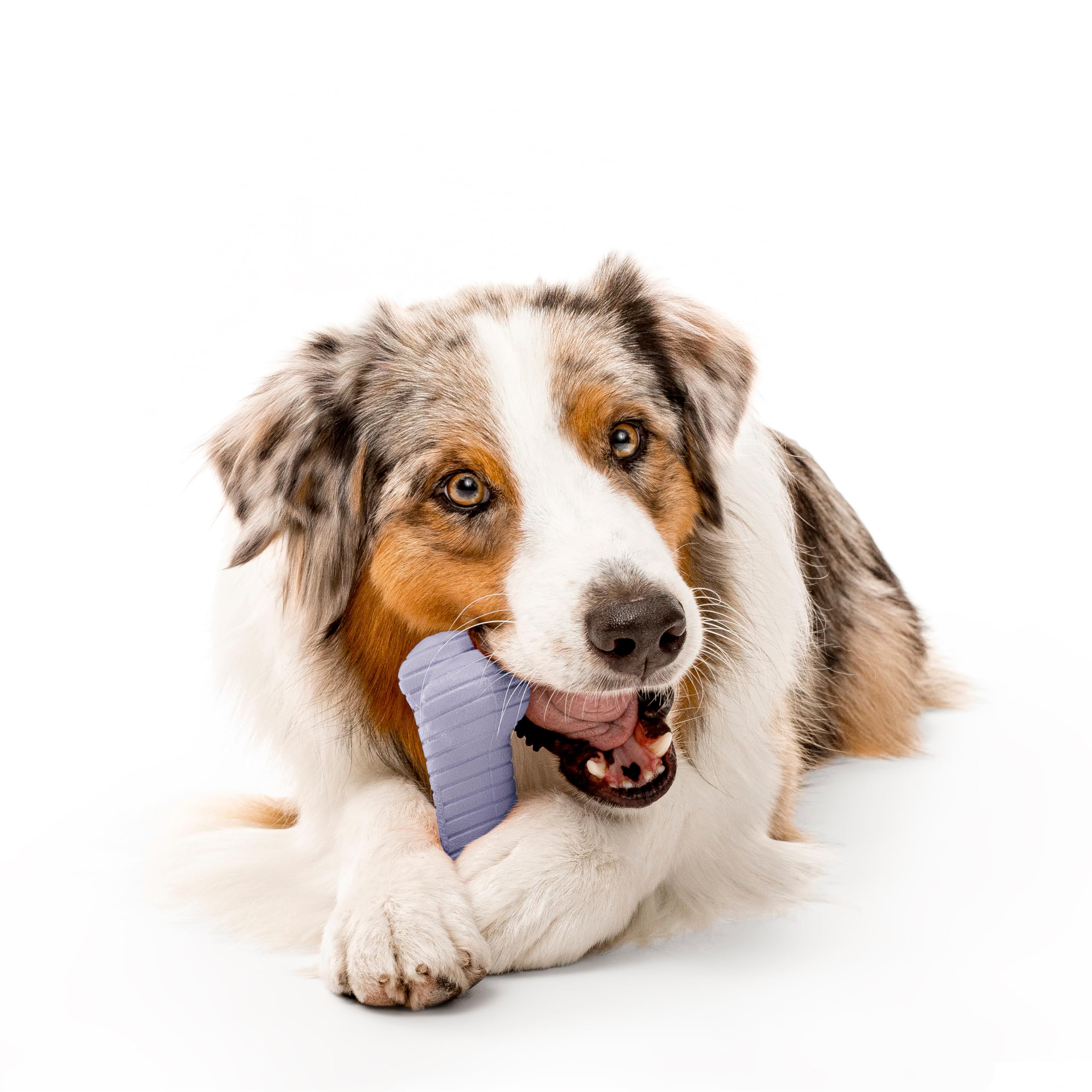 Playology Dog Toys | Dual Layer Bone Durable Chew Toy Bone for Dogs | Jumbo Lamb Scented Toy - Easy to Clean and Made from Non T