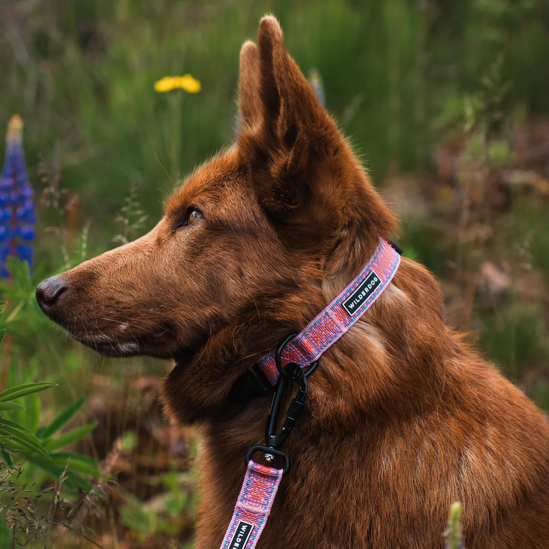 Wilderdog Ultralight Collar Series For Dogs - Medium - Lilac