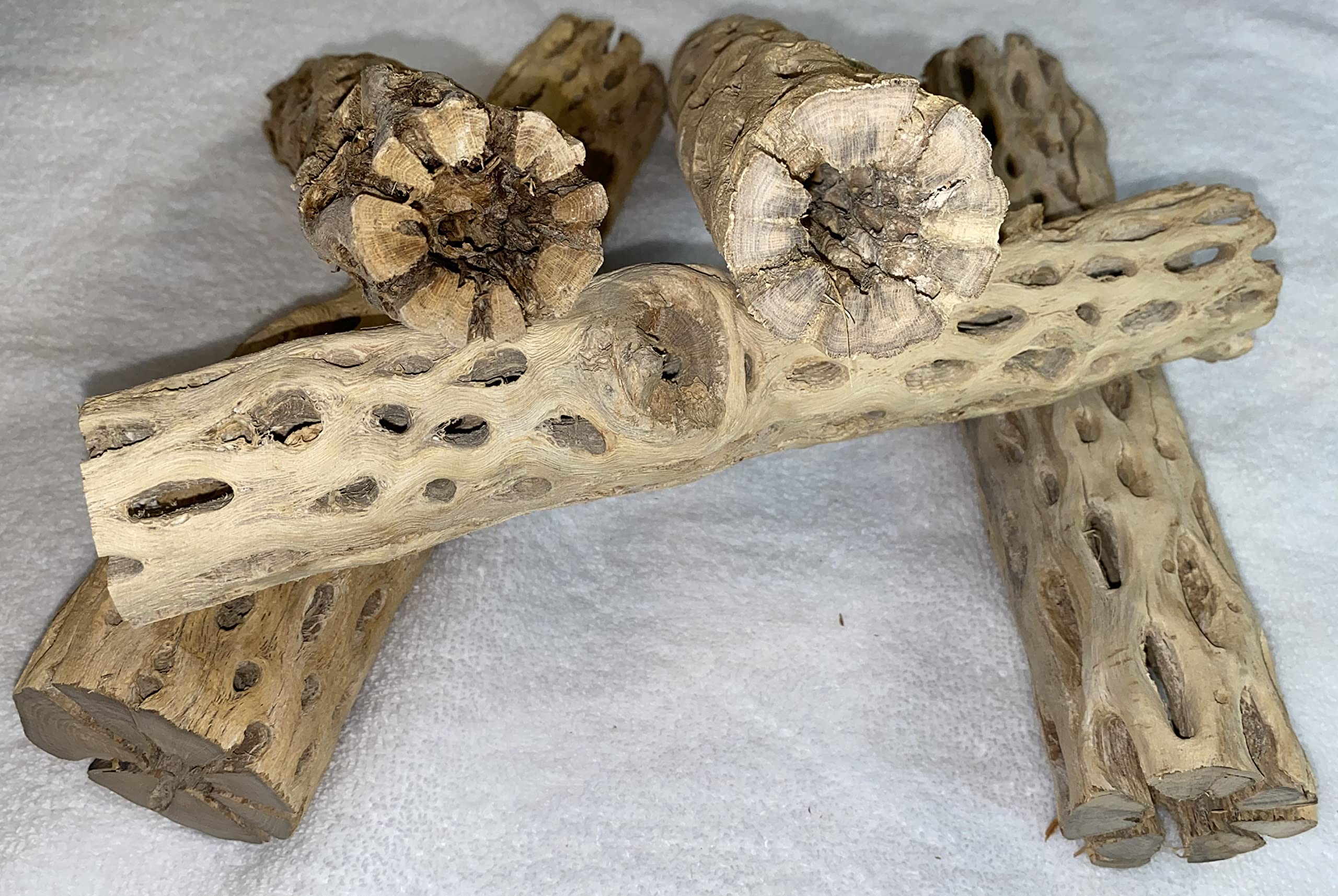 Awesome Aquatic 12 Inch 2-3    Thick Xl Teddy Bear/Chain Fruit/Buckhorn/Staghorn Cholla Wood Hollow Tube Wood Cactus Skeleton Tu