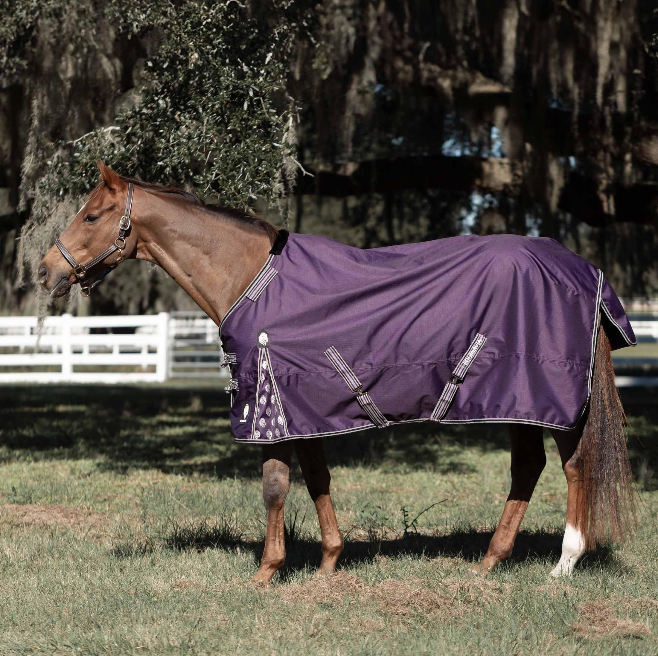Equinavia Norse No Fill Horse Rain Blanket (0g) | Waterproof Lightweight Turnout Sheet - Black - 66 in - Grape Purple - 72 in
