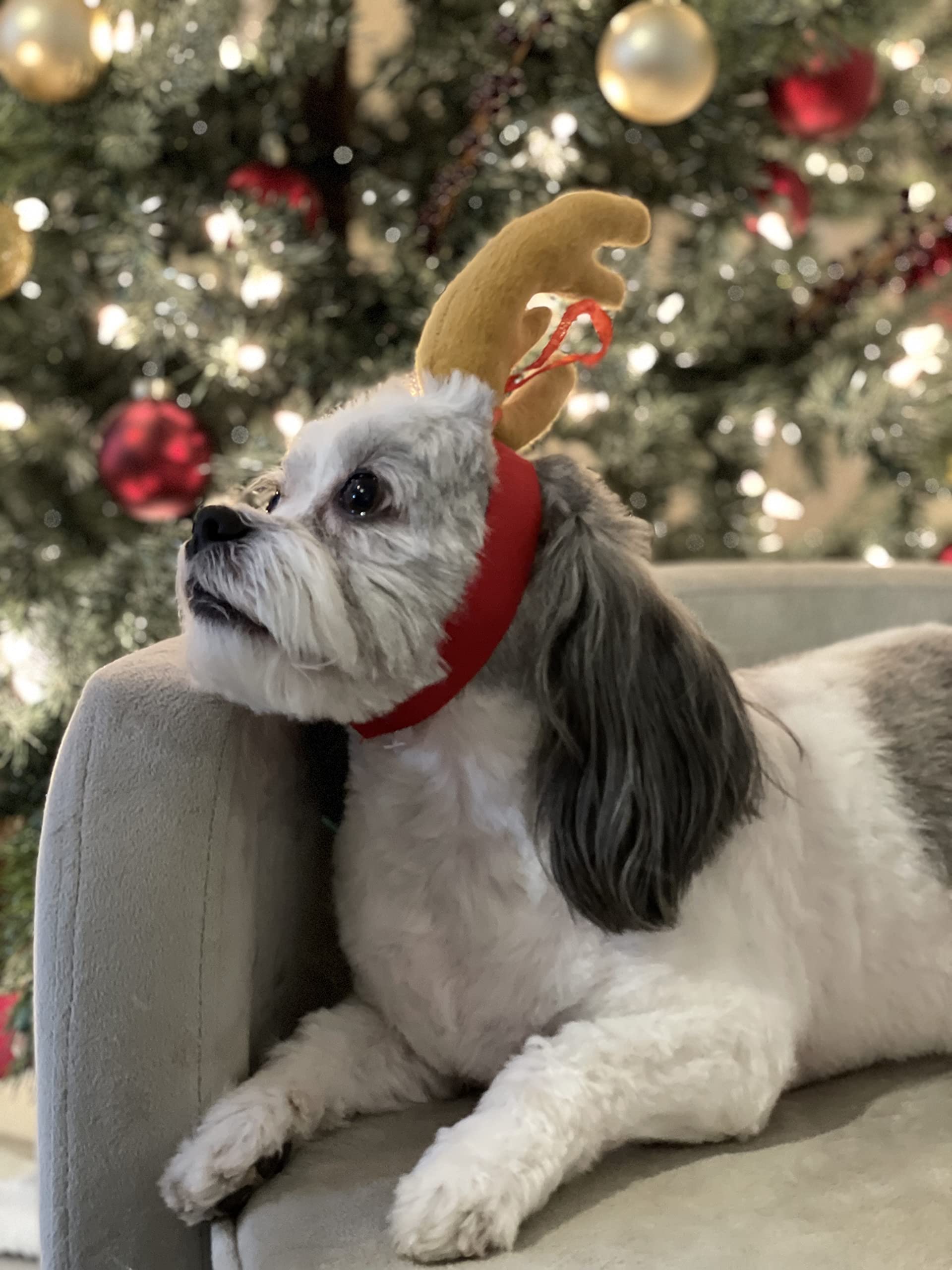 ComfyCamper Reindeer Antler Dog Costume - Brown Polyester Headband for Small to X-Large Pets
