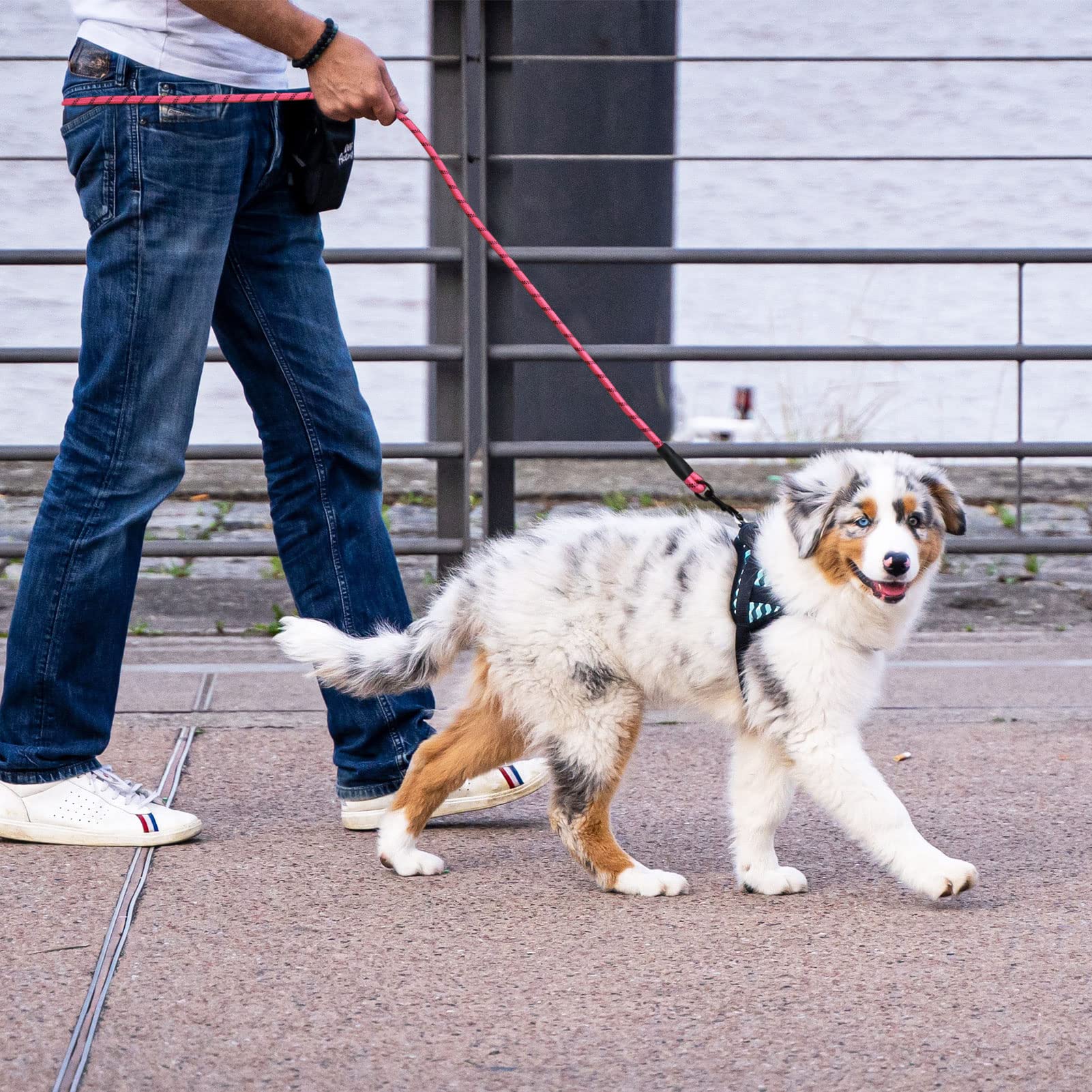 Panykoo 6 Ft Strong Pet Dog Leash With Highly Reflective Threads,360-Degree No Tangles And Comfortable Padded Handle,Suitable For Small,Medium And Large Dogs