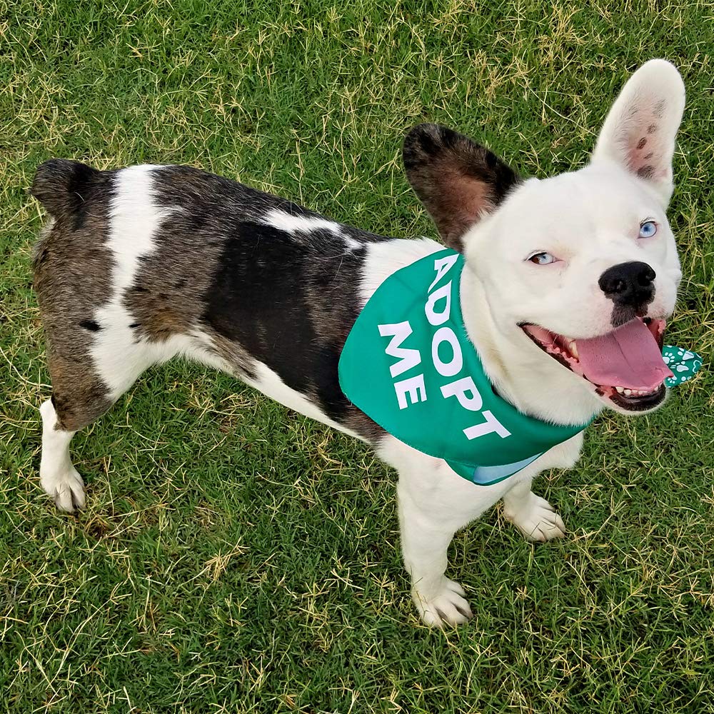 Max And Neo Dog Bandanas - We Donate 1 For 1 To Dog Rescues For Every Product Sold (5 Pack, Blind)
