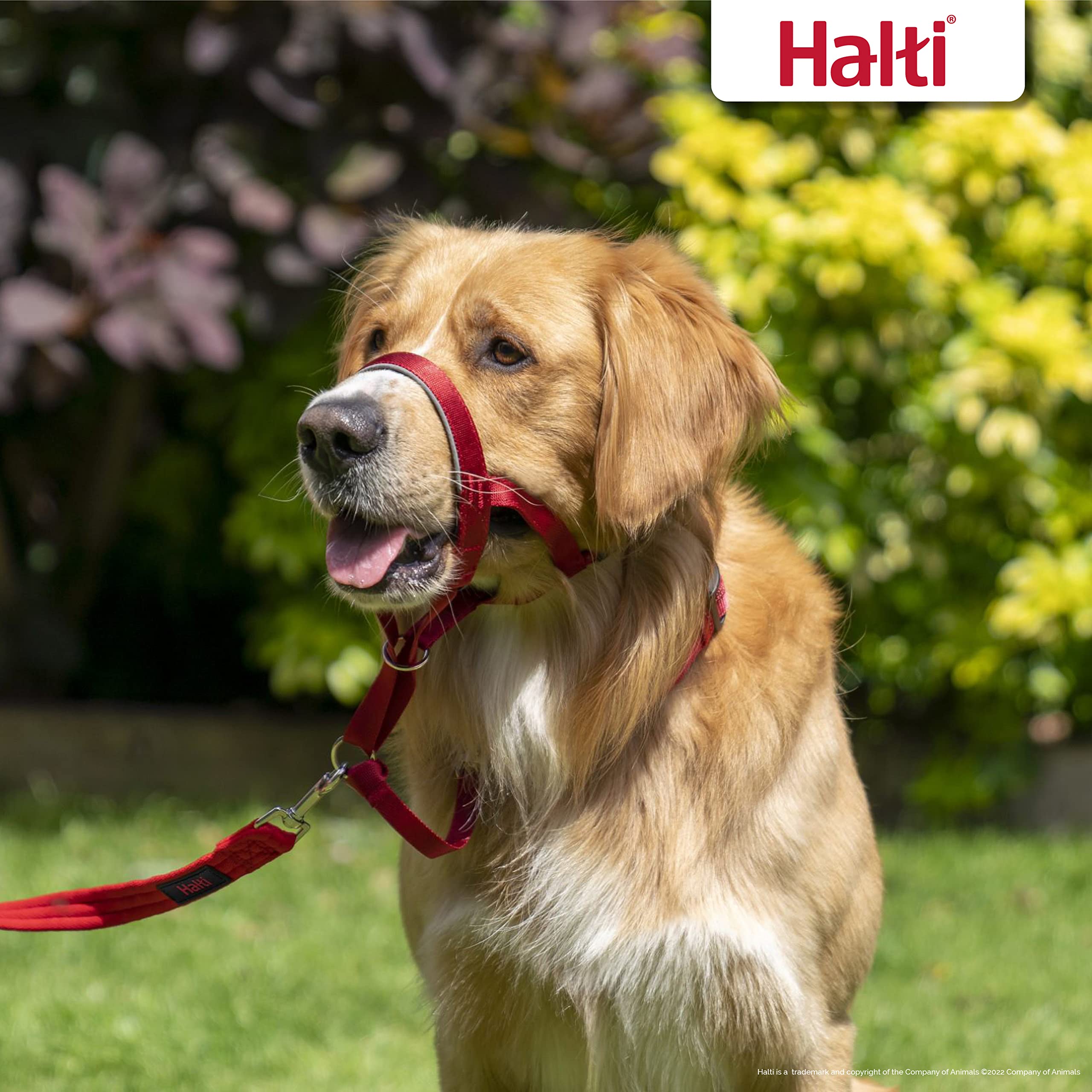 The Company Of Animals - Halti Headcollar - Adjustable And Padded - No Pull Training Tool For Dogs On Walks - Includes Free Trai