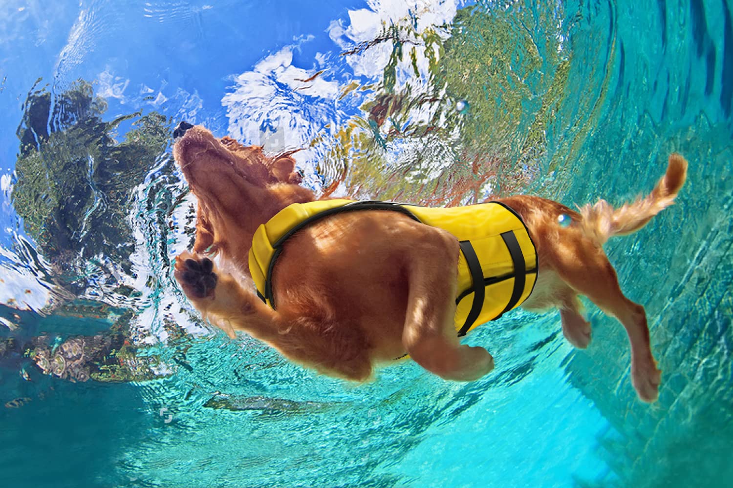 Body Glove Small Dog Life Jacket - Puppy Life Jacket For Swimming - Dog Life Jacket Small