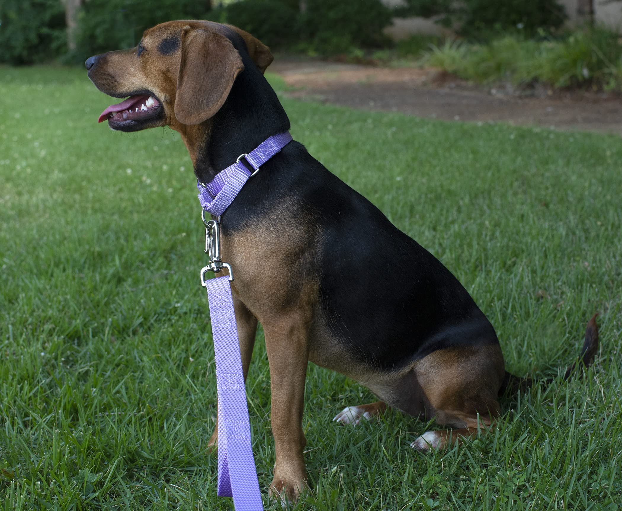 Country Brook Petz - Lavender Martingale Heavy Duty Nylon Dog Collar - 21 Vibrant Color Options (3/8 Inch Width, Micro)
