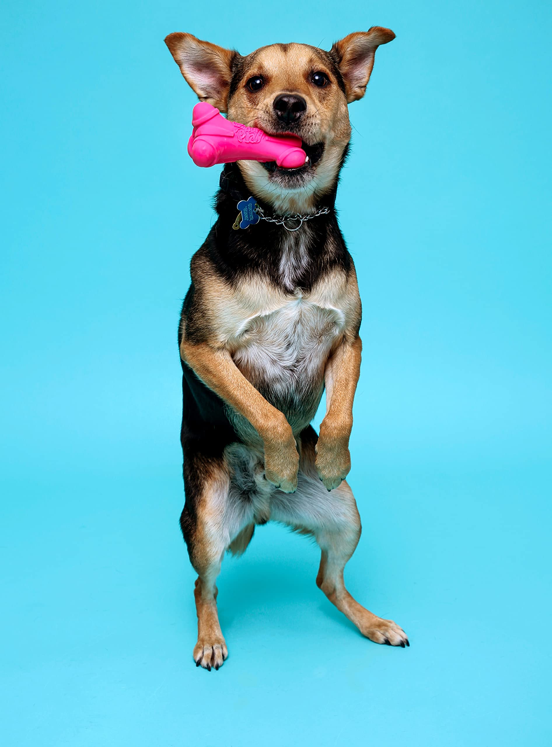 Hartz DuraPlay Bone Squeaky Dog Toy, Small, Natural Rubber, 3 Pack, Neon Green/Pink/Orange