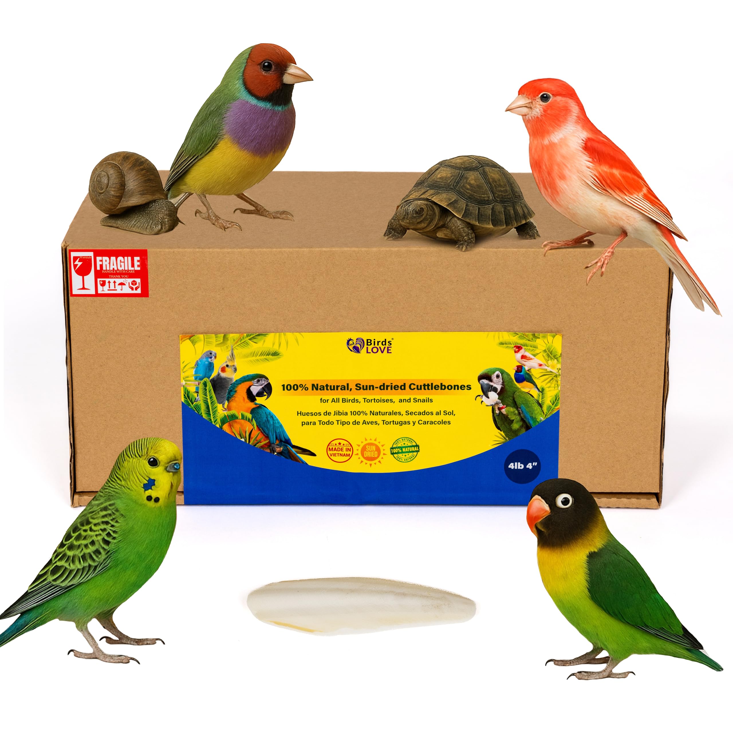 Birds LOVE Natural Cuttlebone - Premium Calcium for Cockatiel, Parrots, Tortoise, Snails, Crabs and Chinchillas - Pure Cuttlebon