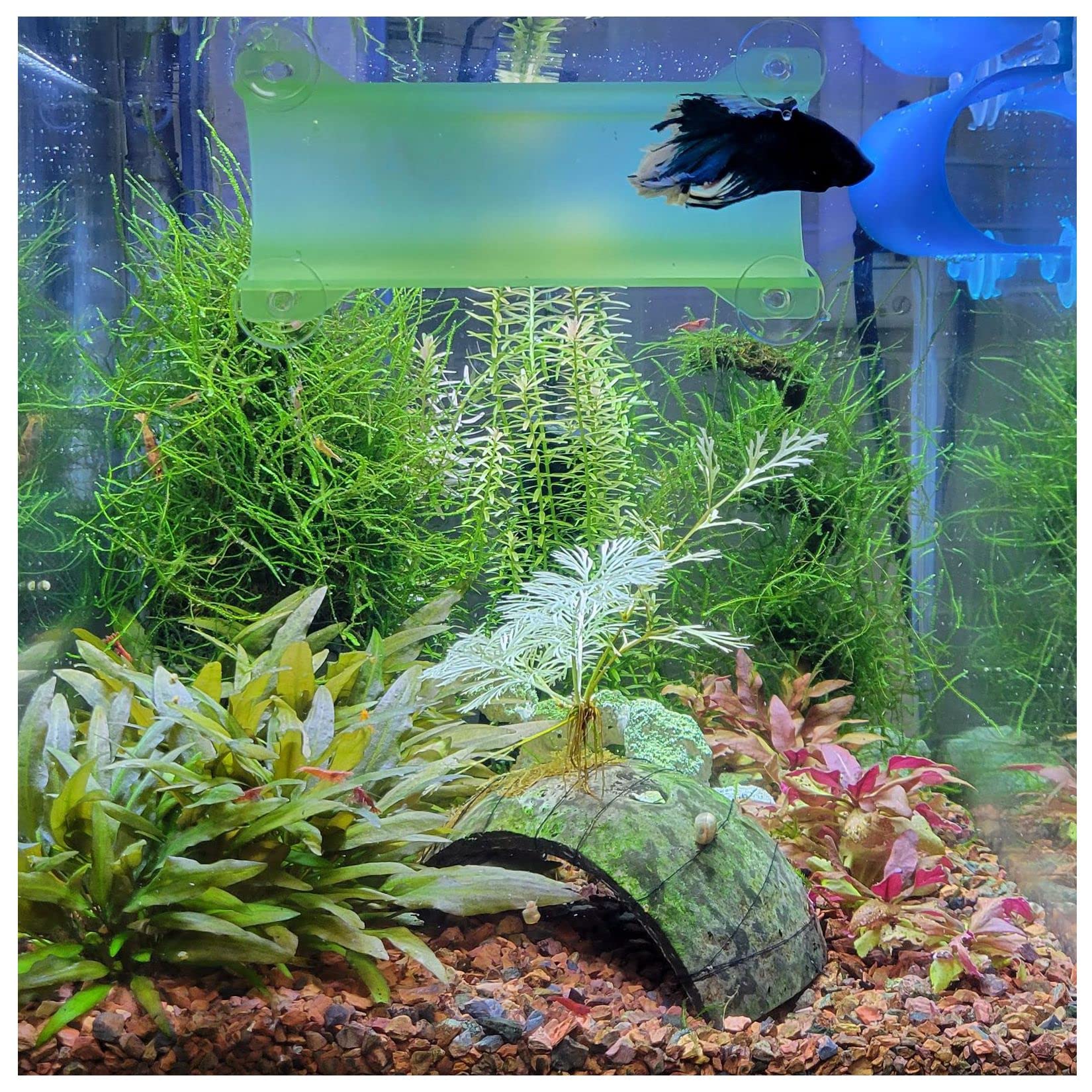 Seeshelter Brand Betta Tunnel (Translucent Light Green)