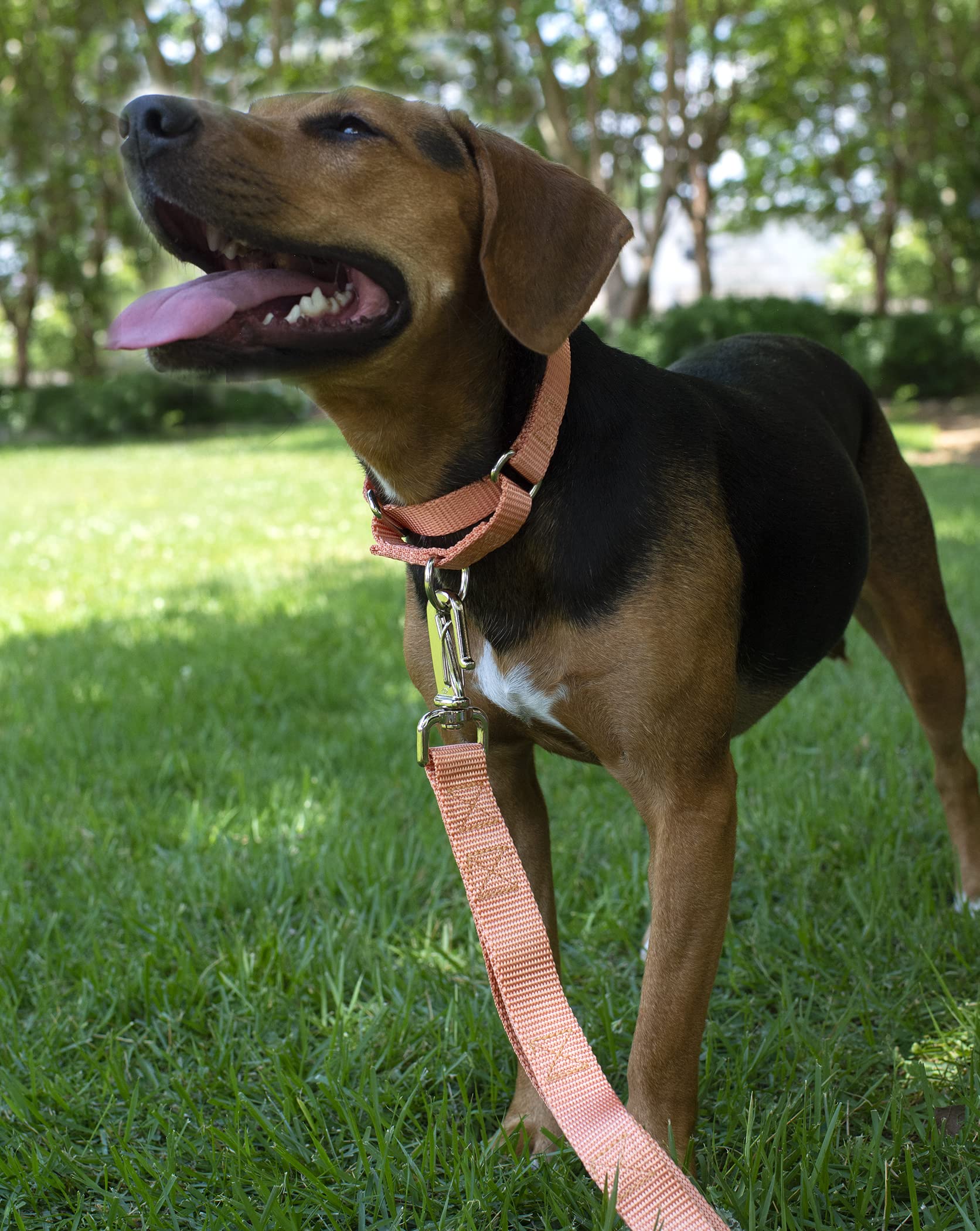 Country Brook Petz - Mango Martingale Heavy Duty Nylon Dog Collar - 21 Vibrant Color Options (1 Inch Width, Extra Large)