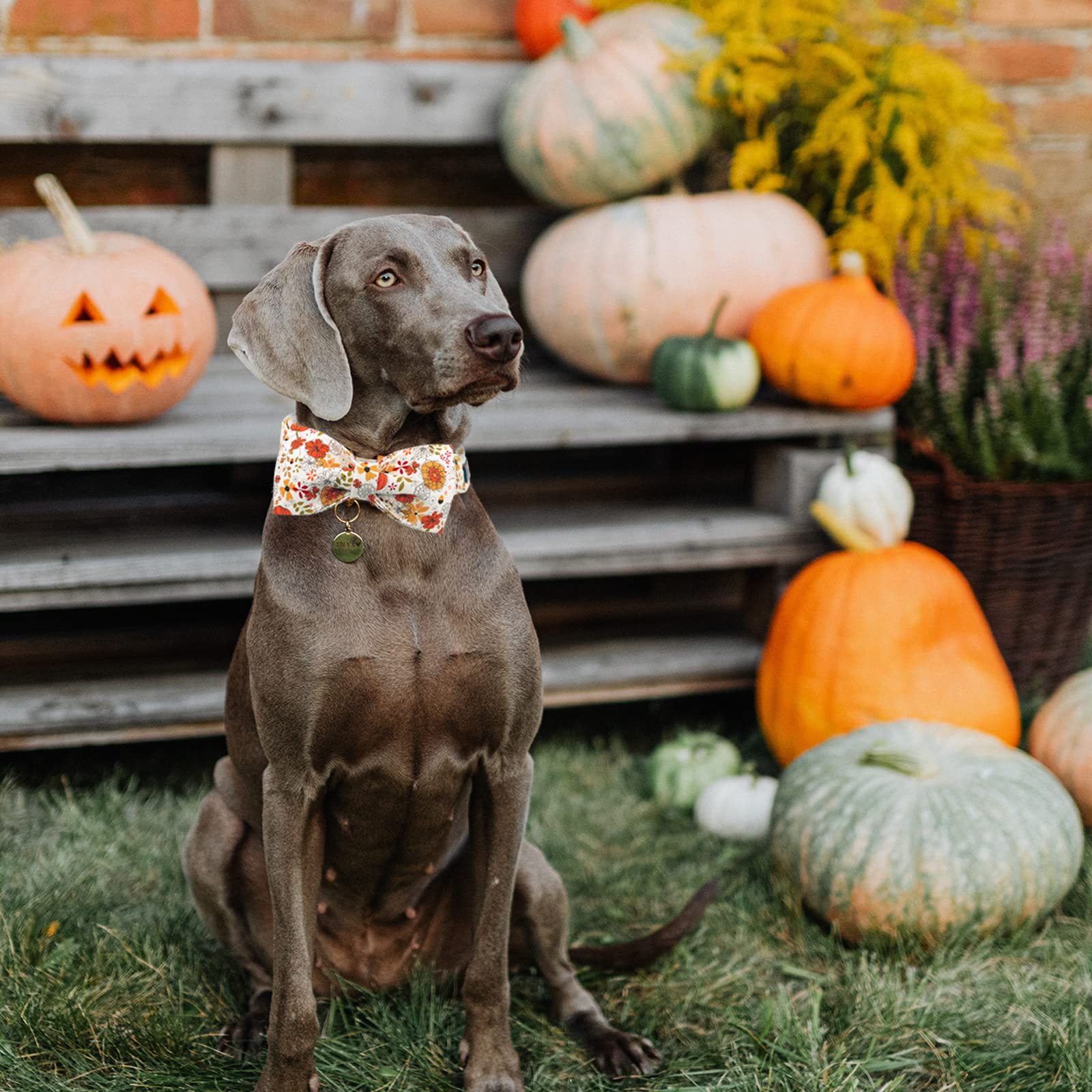 Lionheart Glory Premium Dog Collars, Bowtie Dog Collar, Heavy Duty Adjustable Fall Dog Collar For Medium Dogs Pumpkin Dog Collar, Collar Dog Bow