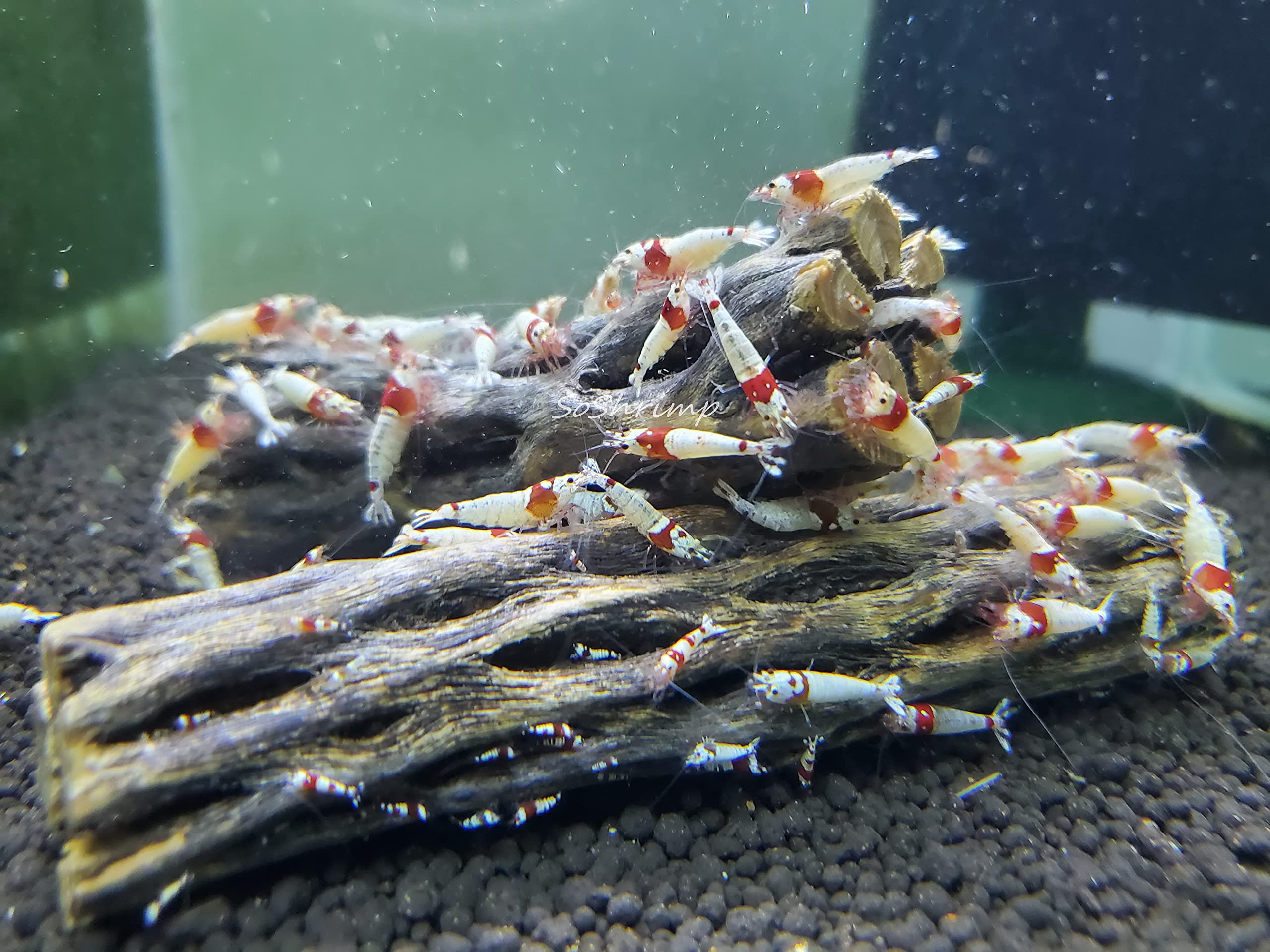Natural Cholla Wood For Aquarium Decoration, Shrimp, Hermit Crab, Chew Toys For Small Pets (4 Inches Long(Pack Of 3))