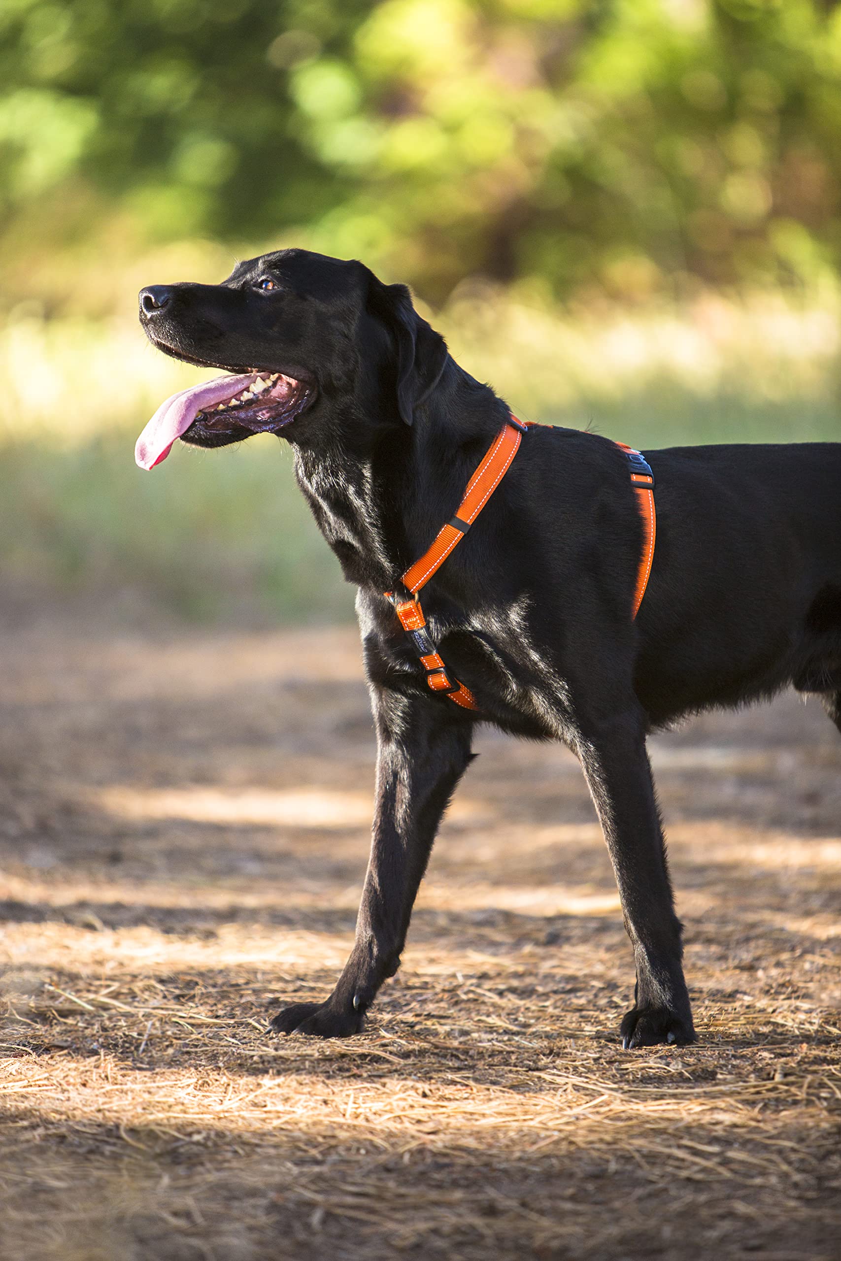 Reflective Adjustable H Harness for Small Dogs; matching collar and leash available, Yellow