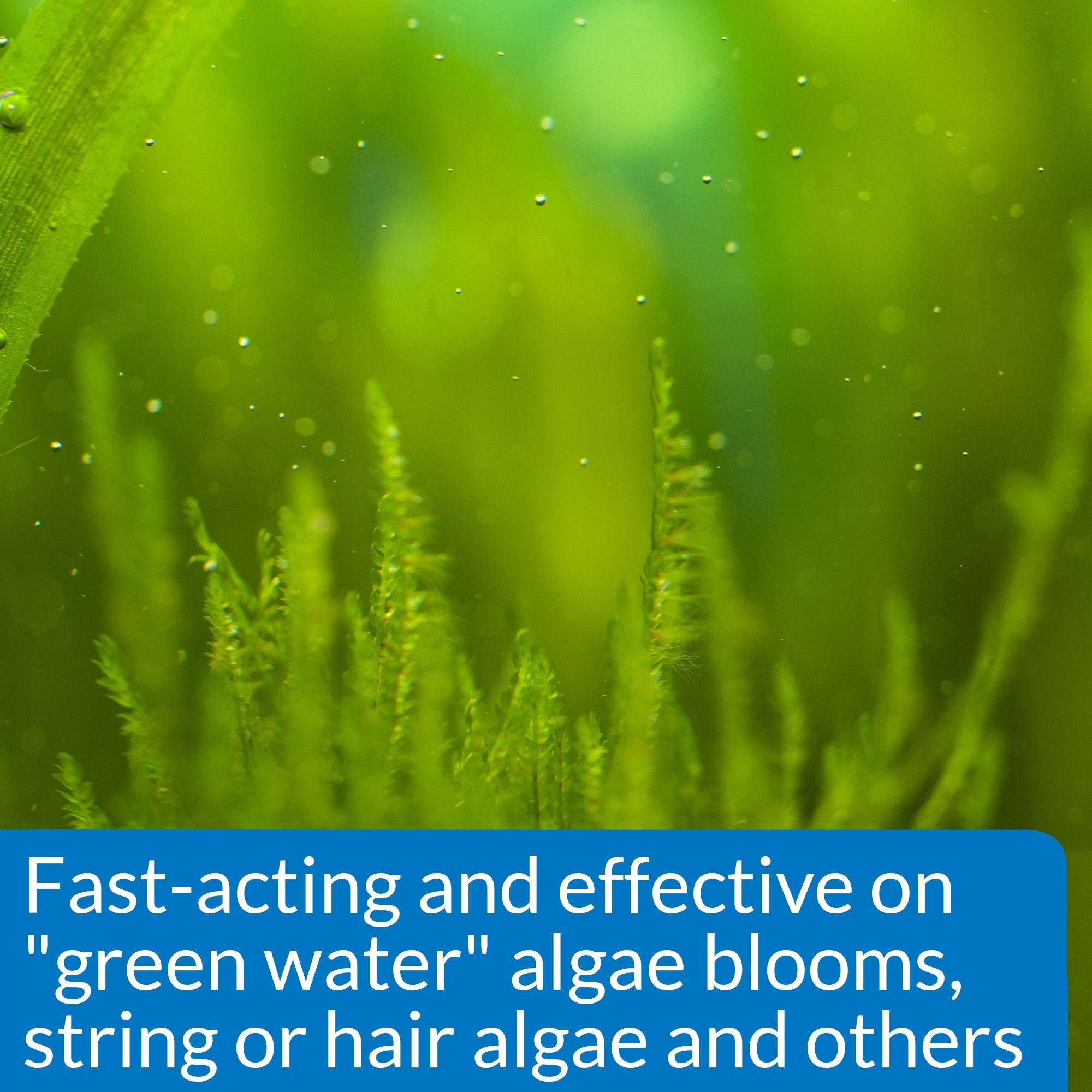API ALGAEFIX Algae Control 8-Ounce Bottle