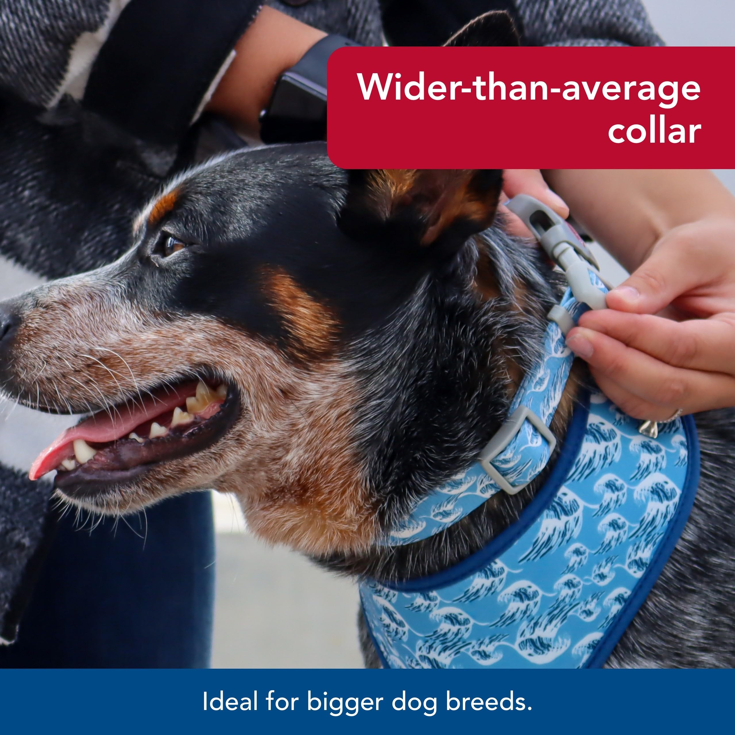Coastal Pet Sublime Adjustable Dog Collar - Adjustable Plastic Buckle - Vibrant & Colorful Dog Collar With Fade-Resistant Patterns - Blue Waves With Blue Checkers, Large - 1 1/2' X 18'-26'