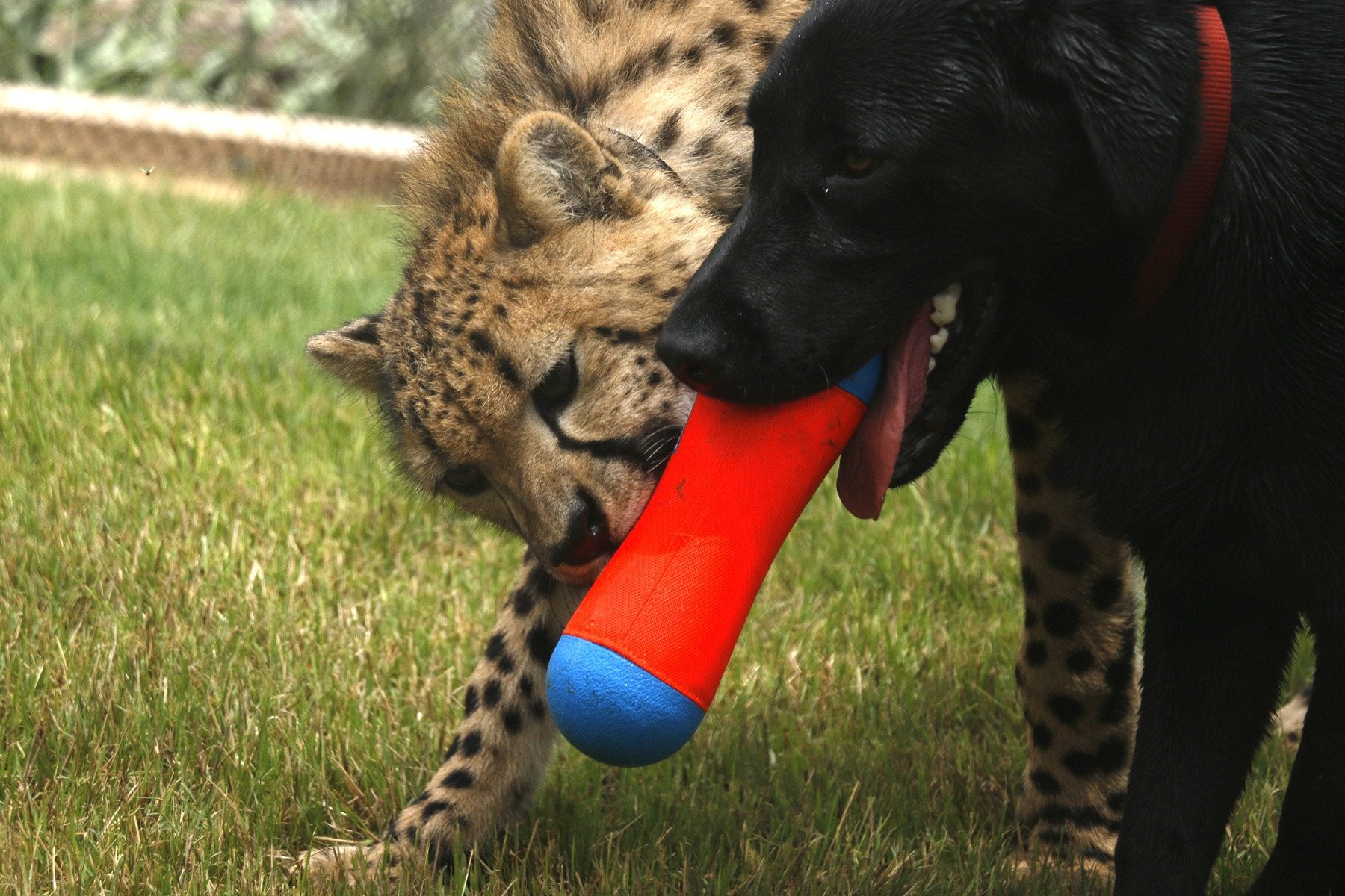 Chuckit! Tumble Bumper Dog Toy, Medium