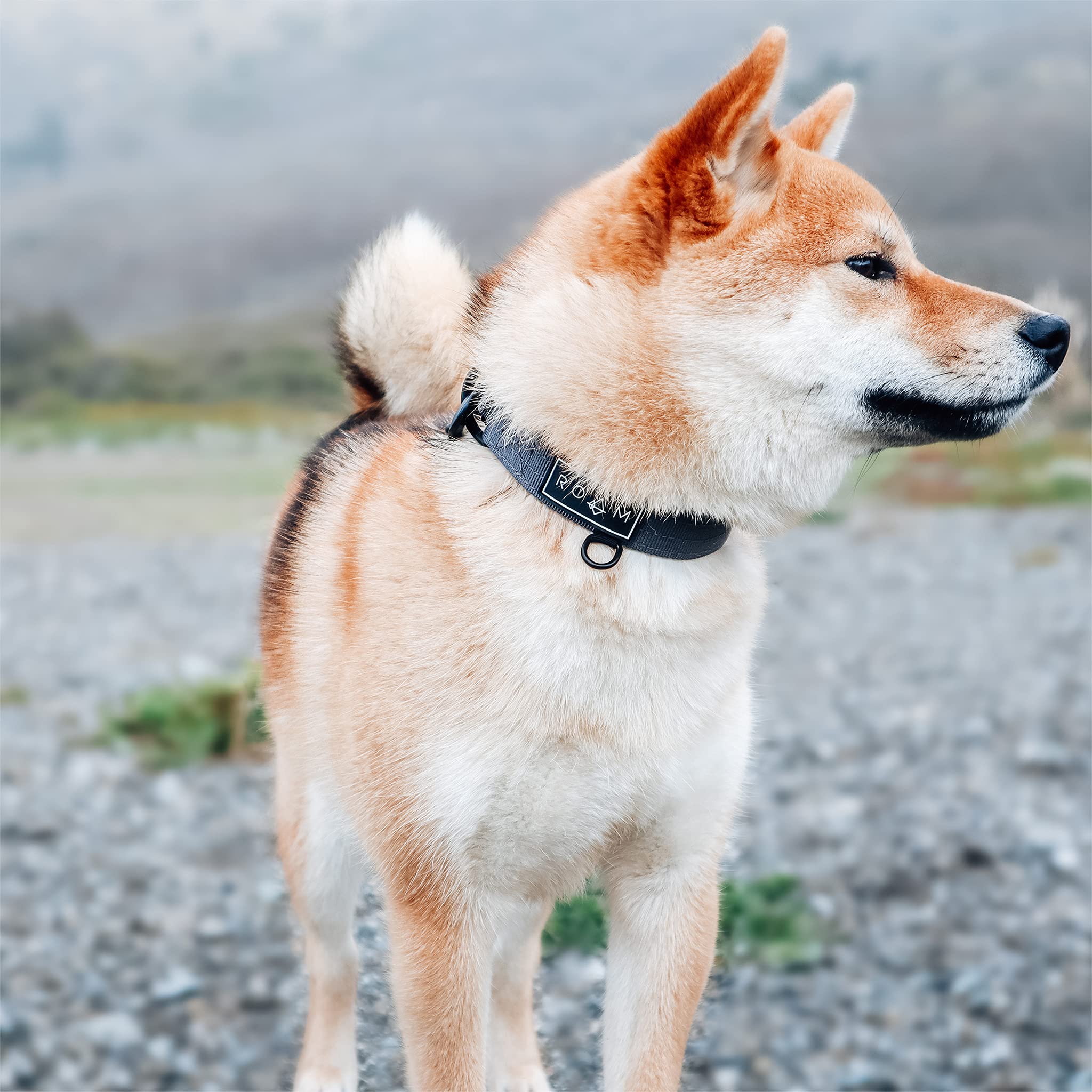 ROAM Premium Dog Collar - Adjustable Heavy Duty Nylon - Size 5 - Eucalyptic Glow