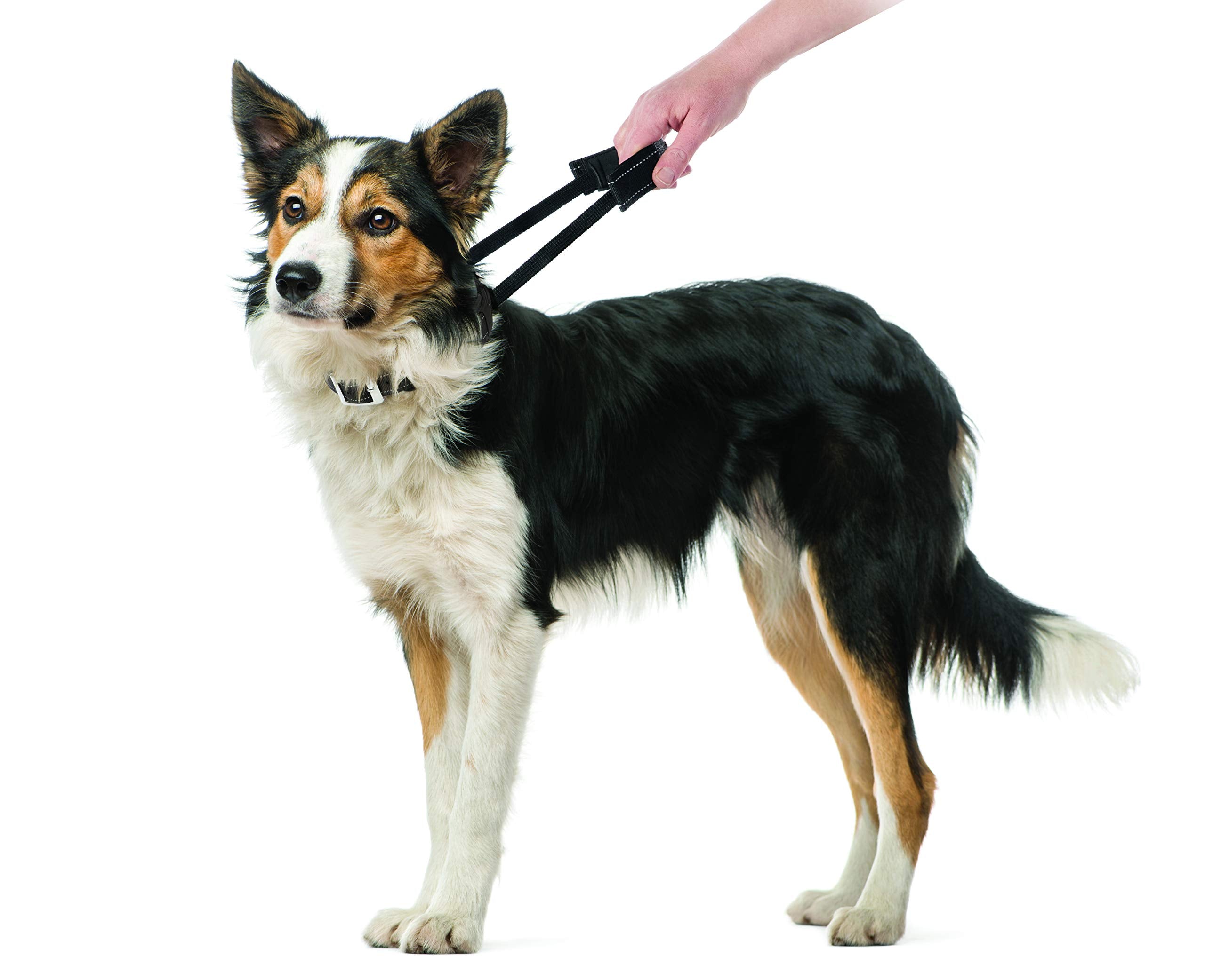 Sherpa Dog Collar, Built-in Quick Grab Handle, Padded - Black, Medium