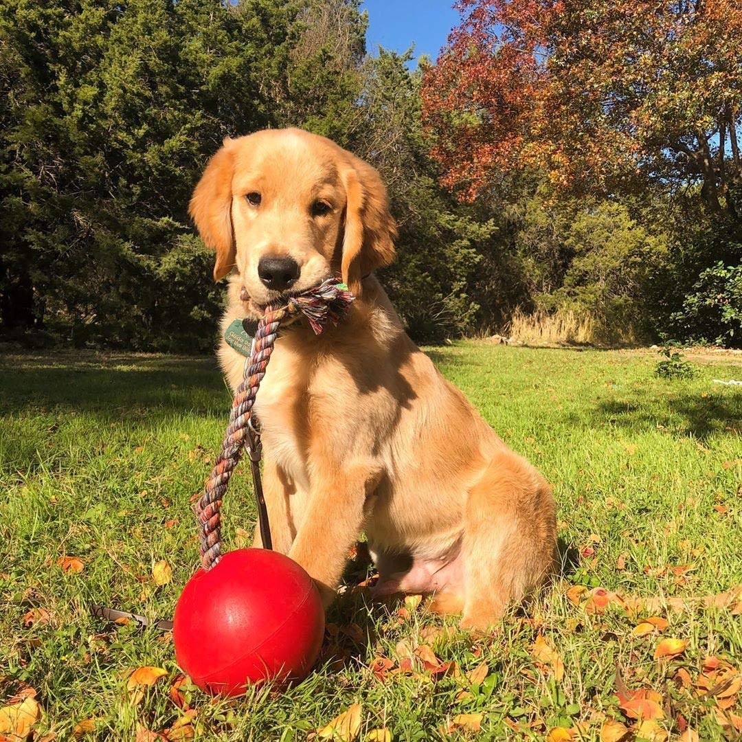 Jolly Pets Romp-N-Roll Rope And Ball Dog Toy, 6 Inches/Medium, Red (606 Rd)