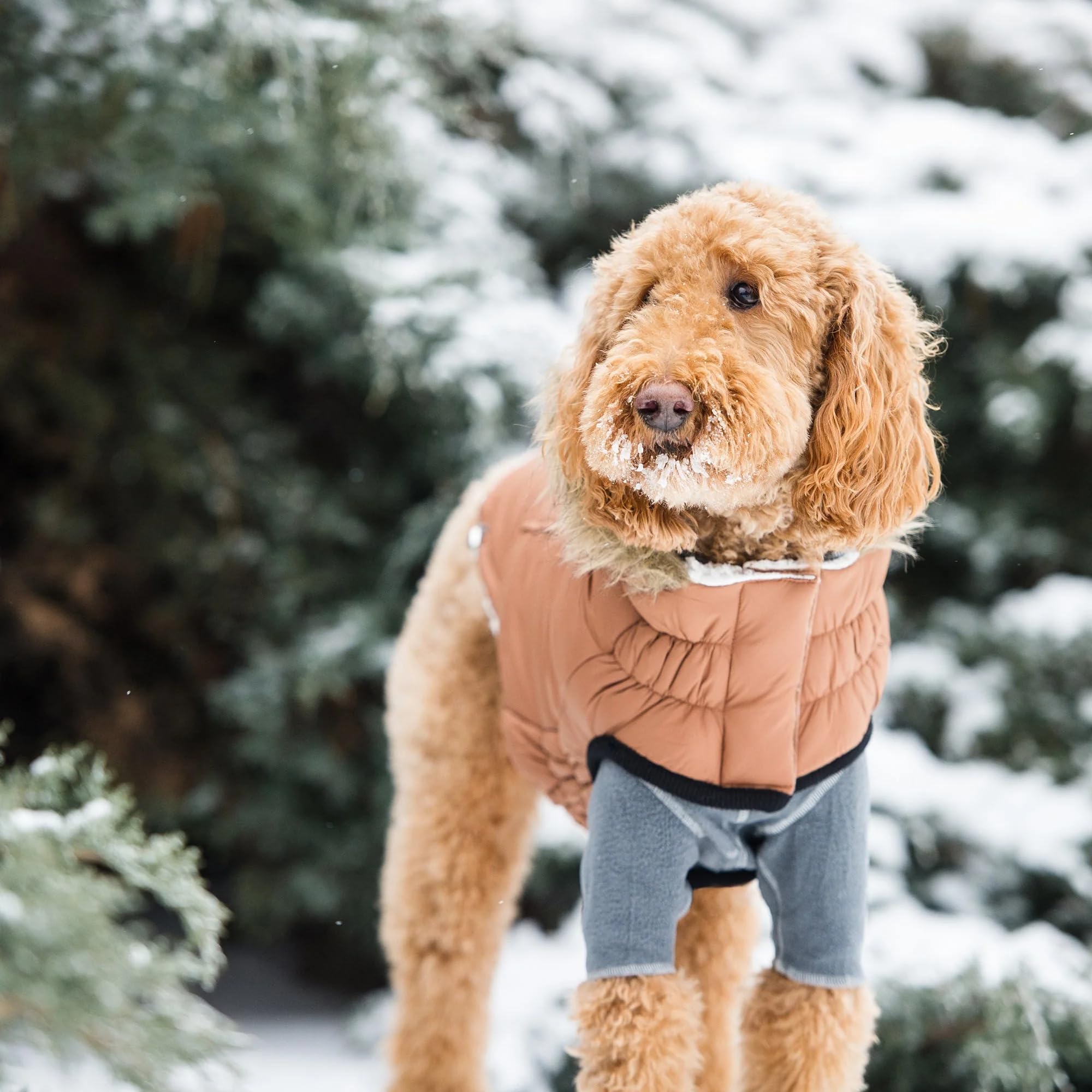 Gf Pet Urban Parka - Caramel - 2Xl