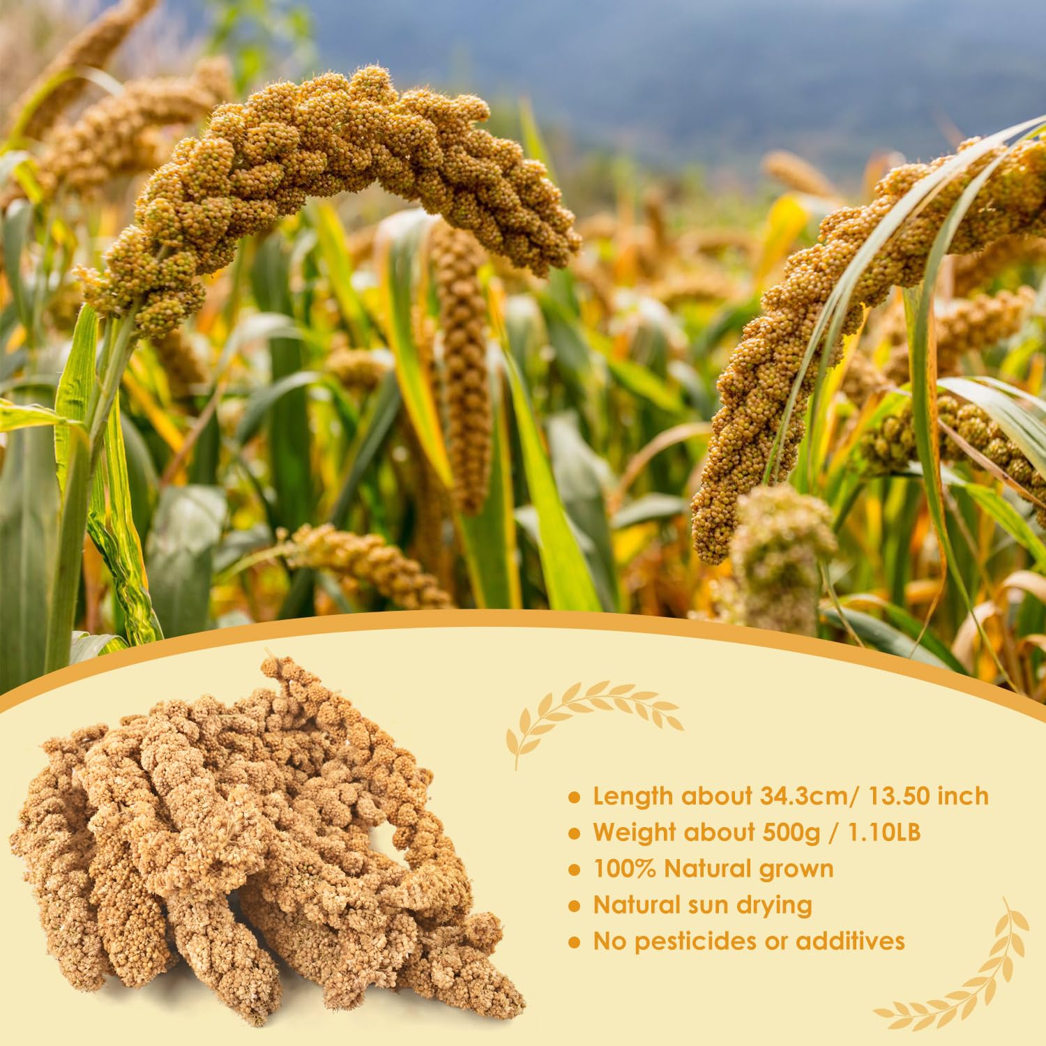 KATUMO 1.1LB Spray Millet Treat for Birds, Natual Sun-Dried Bird Millet Parrot Food for Parakeet Budgie Cockatiel Finches Lovebi