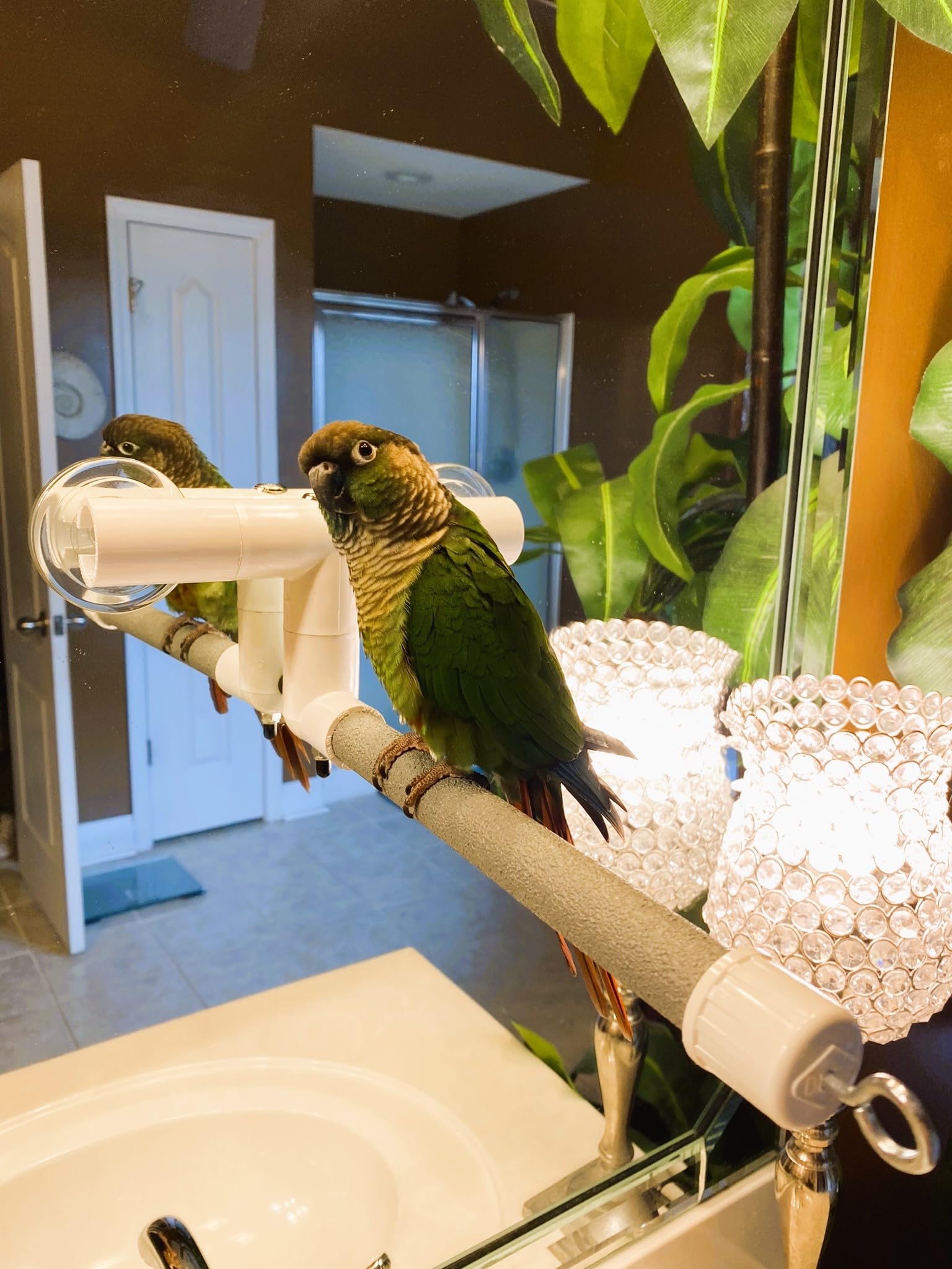 Polly'S Deluxe Window And Shower Bird Perch, Small