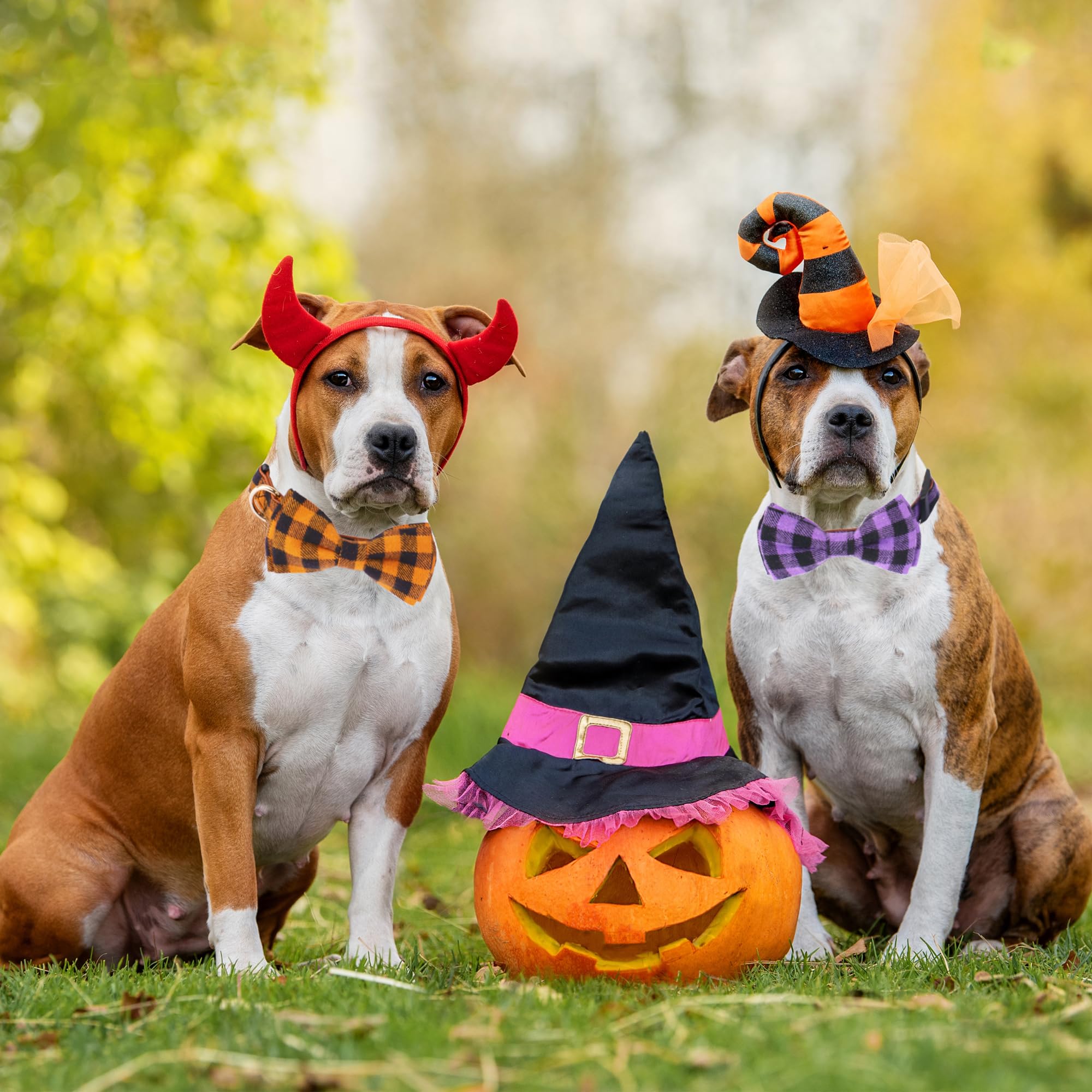 Adoggygo Halloween Dog Collar With Bow, Adjustable Plaid Dog Collars With Removable Bowtie Orange Purple Plaid Halloween Collars For Medium Dogs Pets (Medium, Orange&Purple)