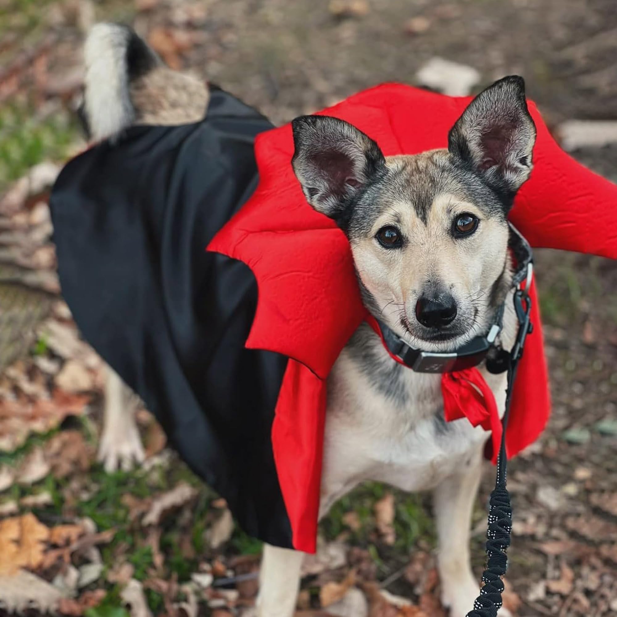 Adoggygo Halloween Dog Costume Dog Vampire Devil Costume Dog Halloween Cloak Cape Red Black Halloween Costumes For Small Medium Large Dogs (Black&Red, Medium)