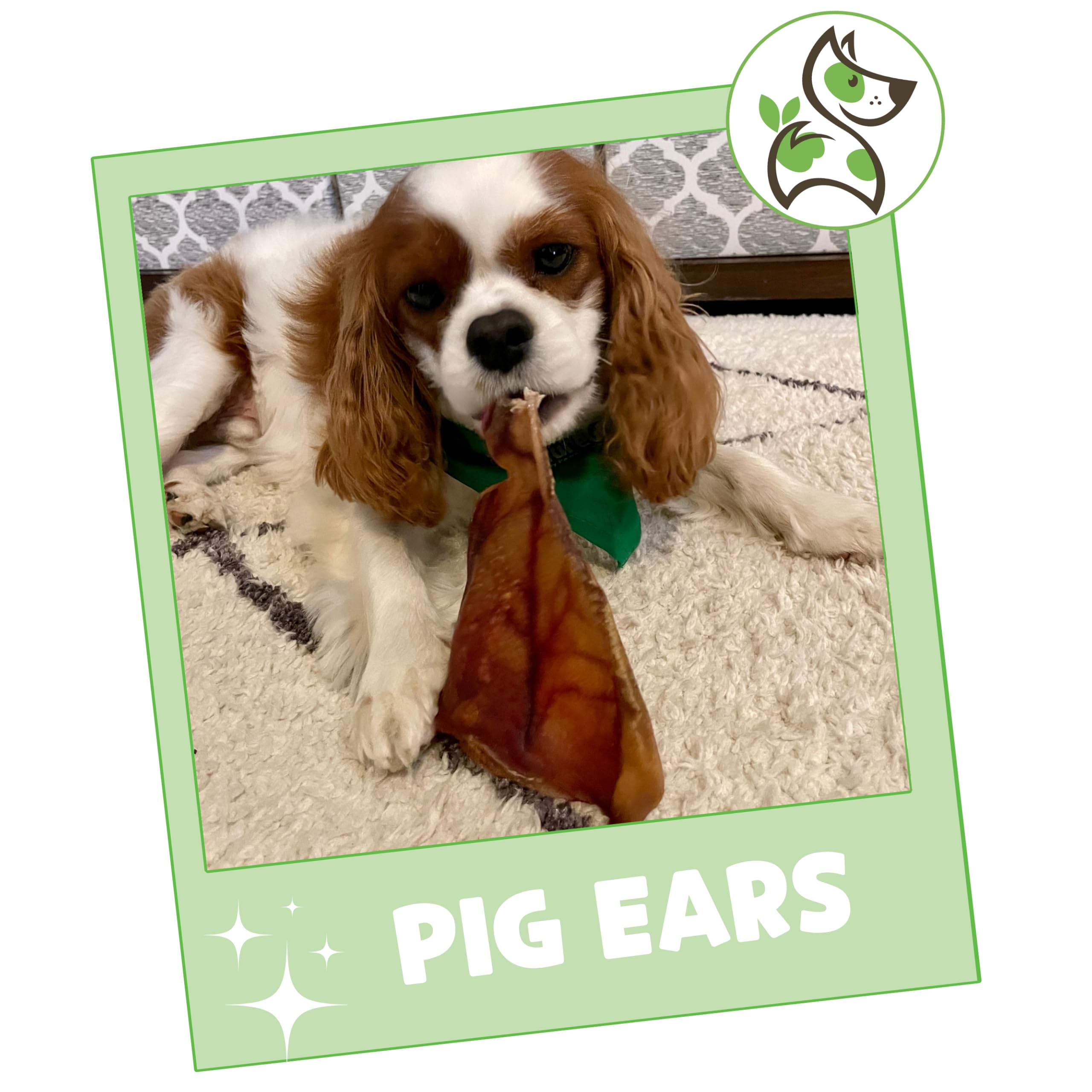 Nature Gnaws Pig Ears for Dogs (15 Count) - Thick Long Lasting for Aggressive Chewers and Large Dogs - Natural Pork Dog Chew Bon