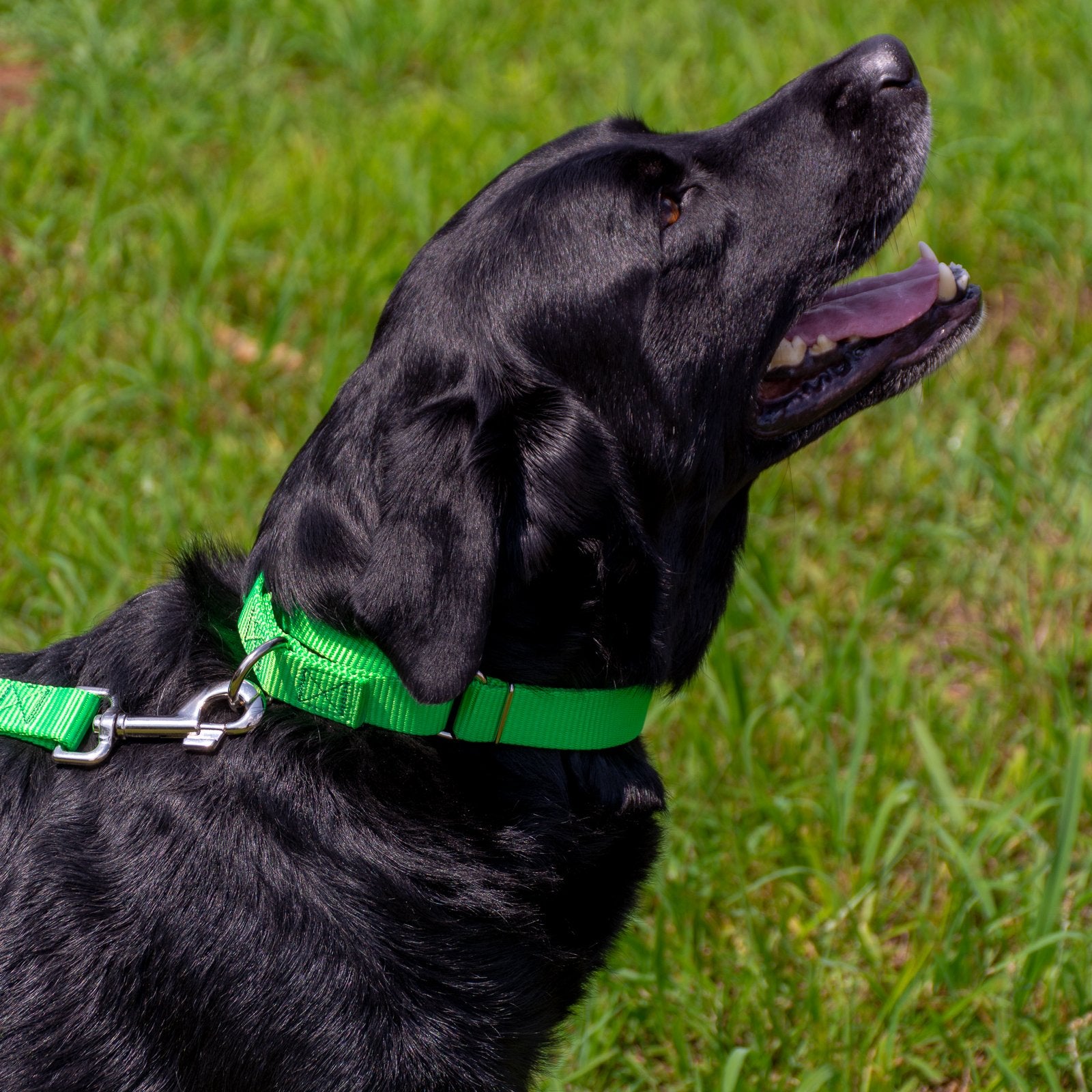 Country Brook Petz - Hot Lime Green Martingale Heavy Duty Nylon Dog Collar - 21 Vibrant Color Options (3/8 Inch Width, Micro)