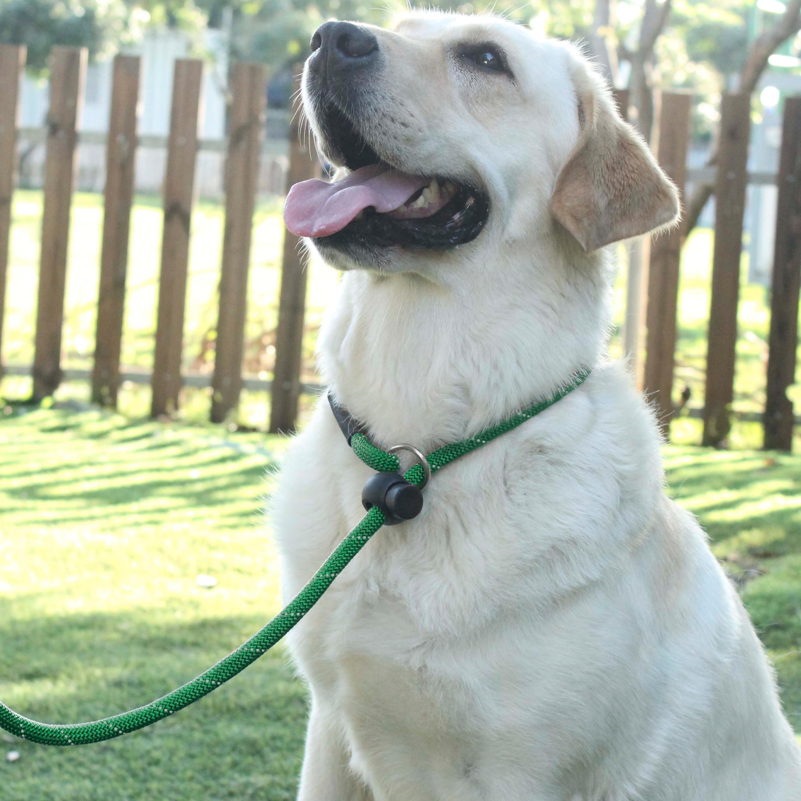 Hiado Slip Lead Dog Leash Reflective With Stopper Loop Rope Training No Pull For Small Medium Large Dogs 5Ft Green