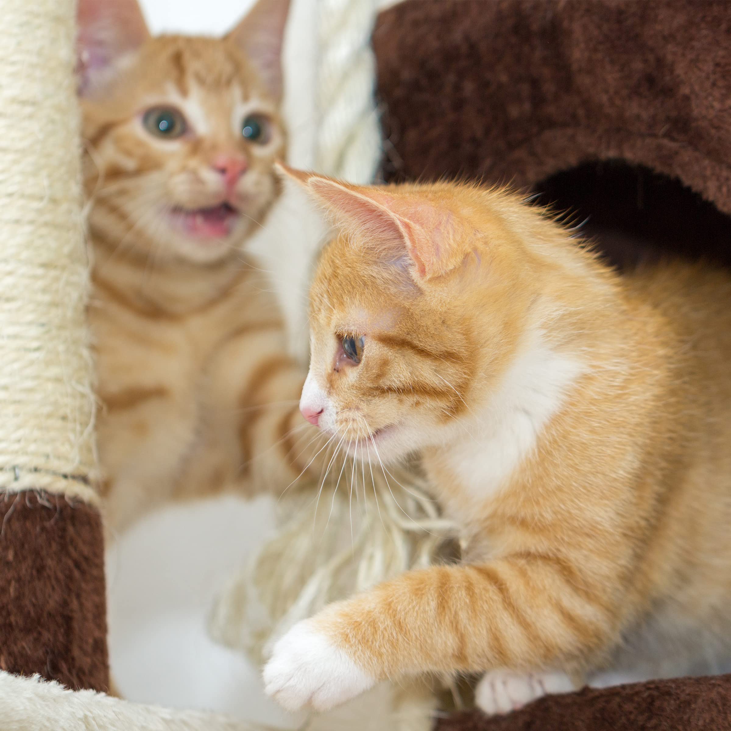 3-Tier Cat Tower - 2 Napping Perches, Cat Condo, 4 Sisal Rope Scratching Posts, Hanging Toy - Cat Tree For Indoor Cats And By Pe