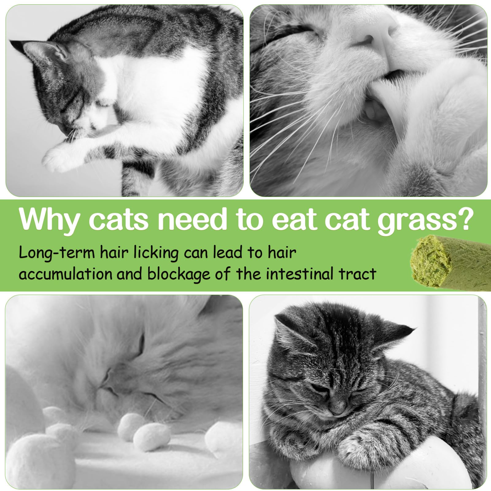 HavenJanny 50g Cat Grass Teething Stick, Freezed Drying Cat Grass Sticks Snacks for Cats, Edible Cat Treats for Teeth Cleaning a