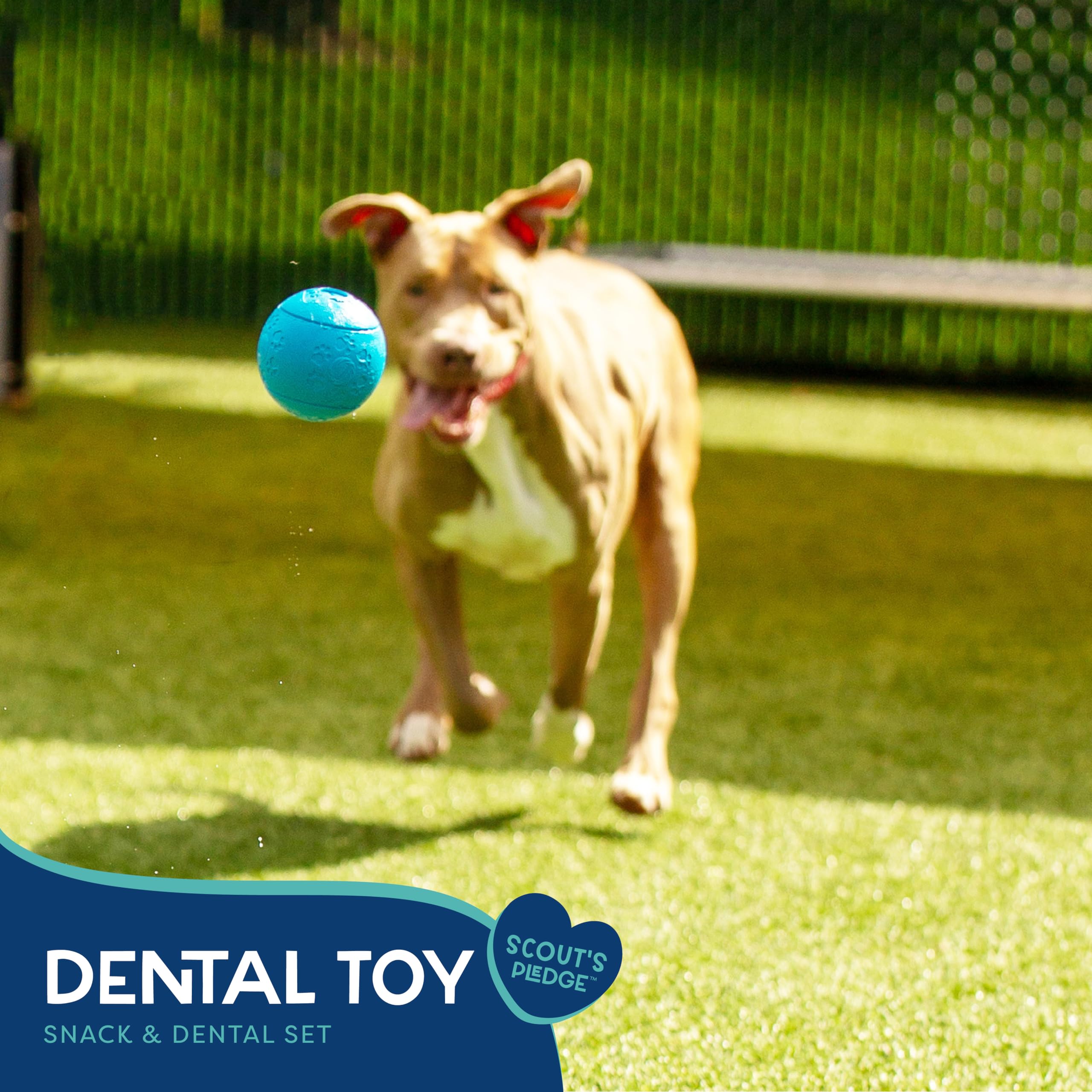Good Scout Rubber Dental Ball & Treat Ball Dog Toys for Tugging & Chewing, Best Dog Toy for Fetch, Chew Toy for Puppies & Adult