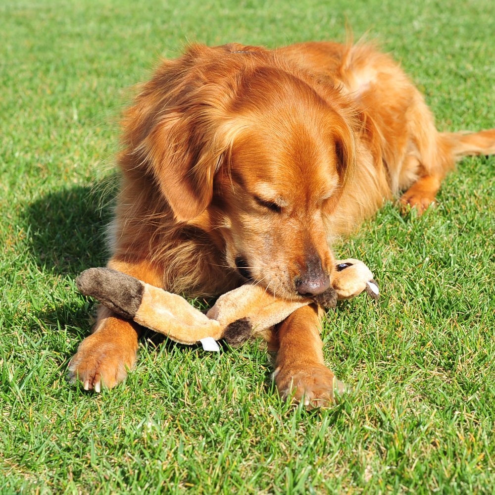 Zippypaws Zingy Racoon - Dog Toys No Stuffing, Squeaky Plush Dog Toy For Small & Medium Dogs, Interactive Puppy & Dog Chew Toys Without Stuffing For Boredom