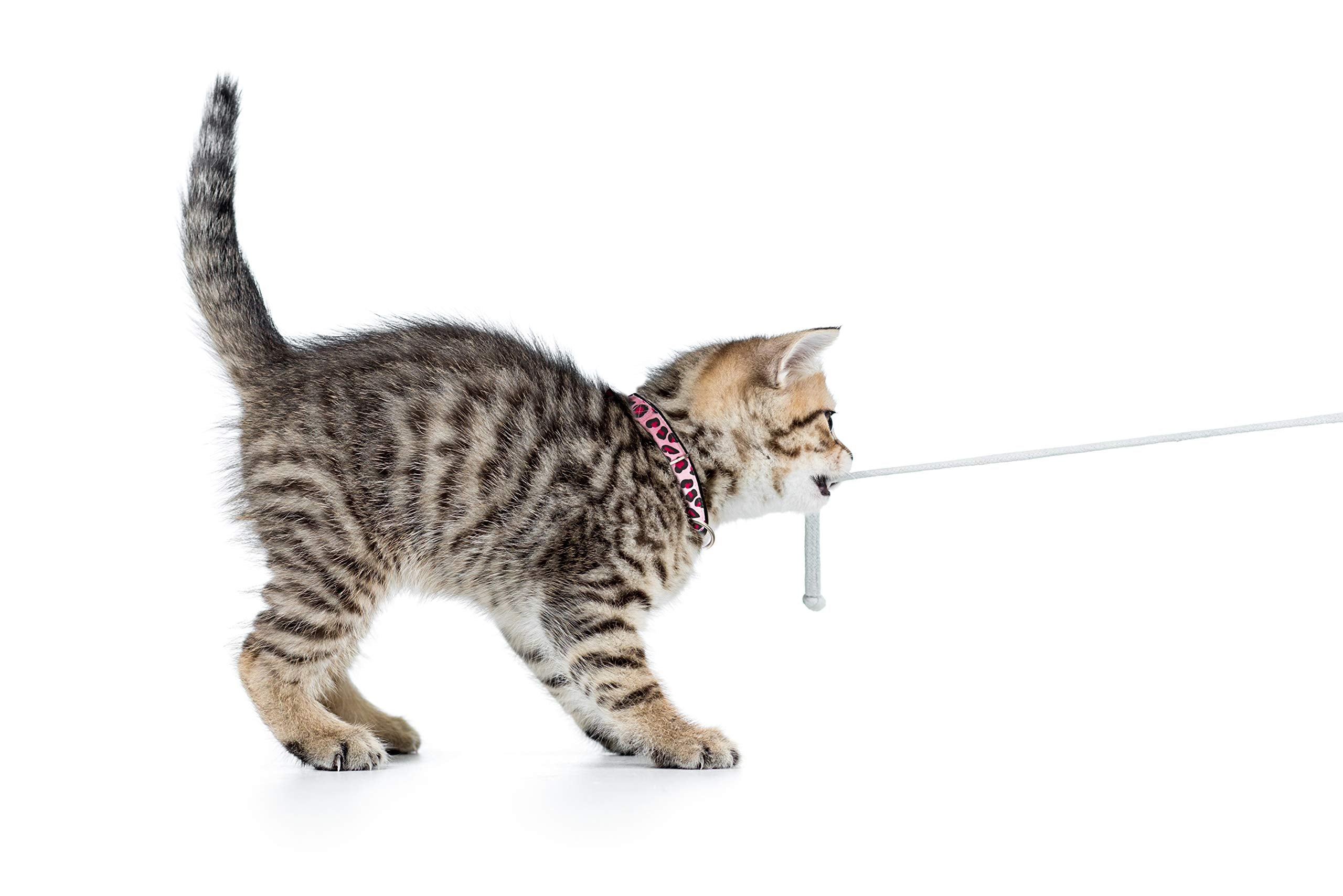 Max & Molly Fun & Whimsy Cat Collar with Jingle Bell, Breakaway Safety Buckle, Adjustable Sizing & Smart ID Personalized Tag for