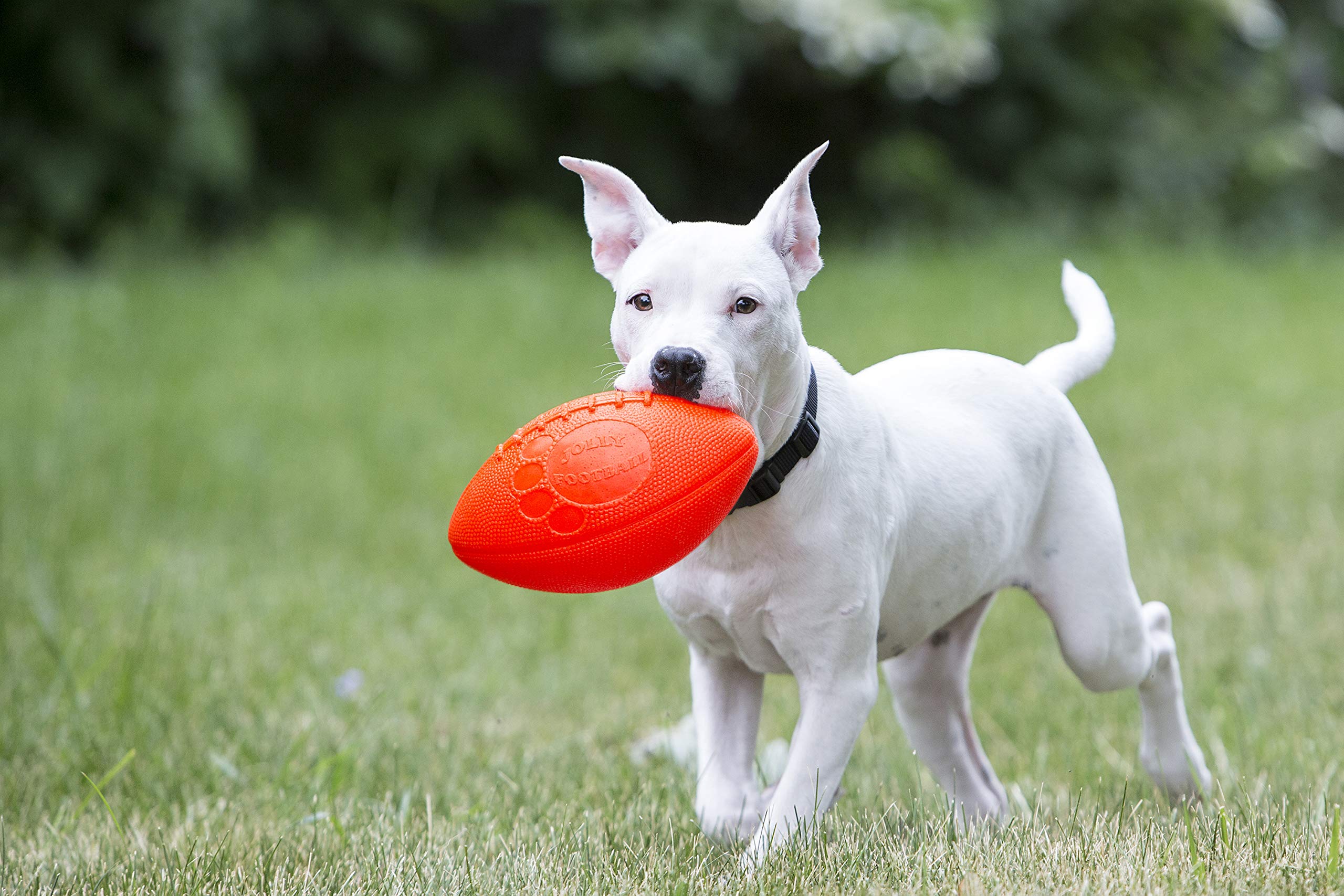 Jolly Pets Football Dog Toy, 8 Inches, Orange