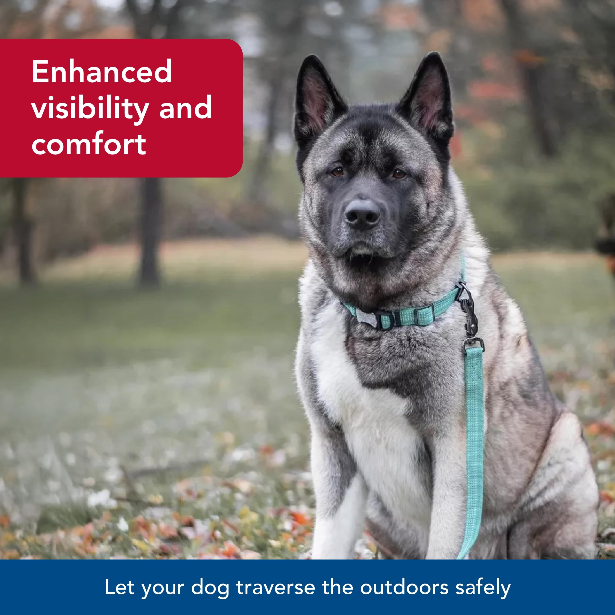 Coastal Pet - K-9 Explorer - Brights Reflective Adjustable Dog Collar, Meadow, 5/8'' x 08''-12''