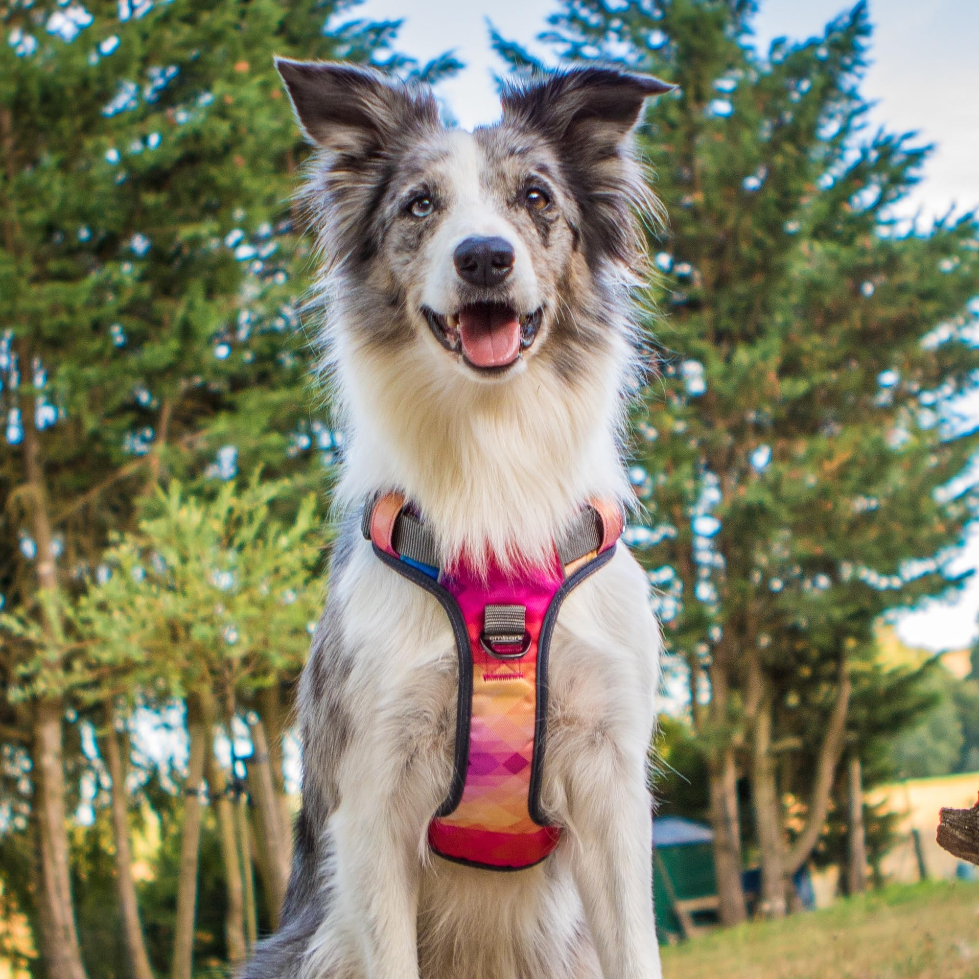 Embark Urban Dog Harness, Reflective Trim No Pull Dog Harness For Large Dogs - Military Grade Nylon, Front Clip Dog Harness With Gel Lined Handle. Soft & Padded Puppy Dog Harnesses For Any Breed