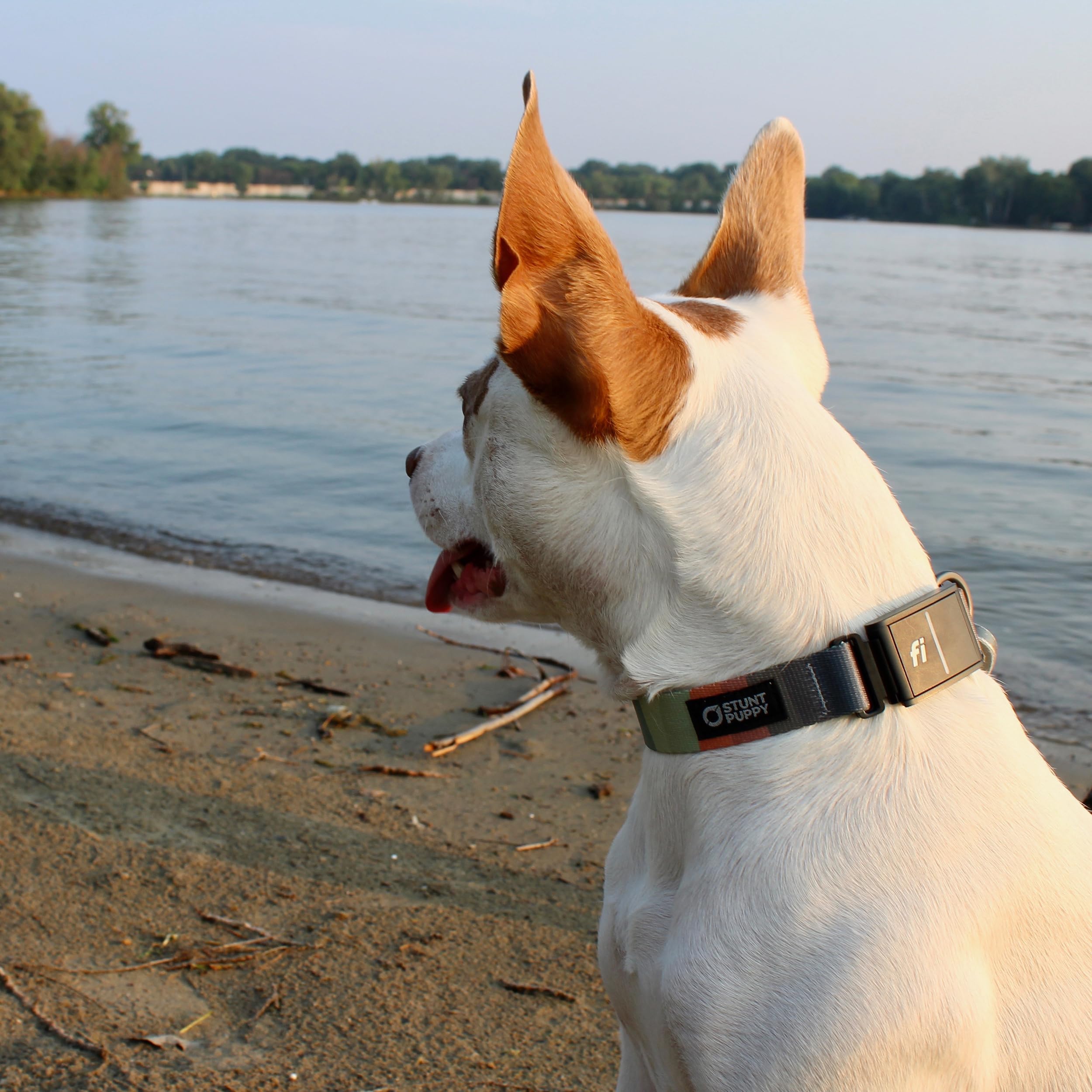 Stunt Puppy Dog Collar, Fi Series 3 Ready, All Are Welcome Here, Medium - Compatible With Fi Gps Device (Not Included)