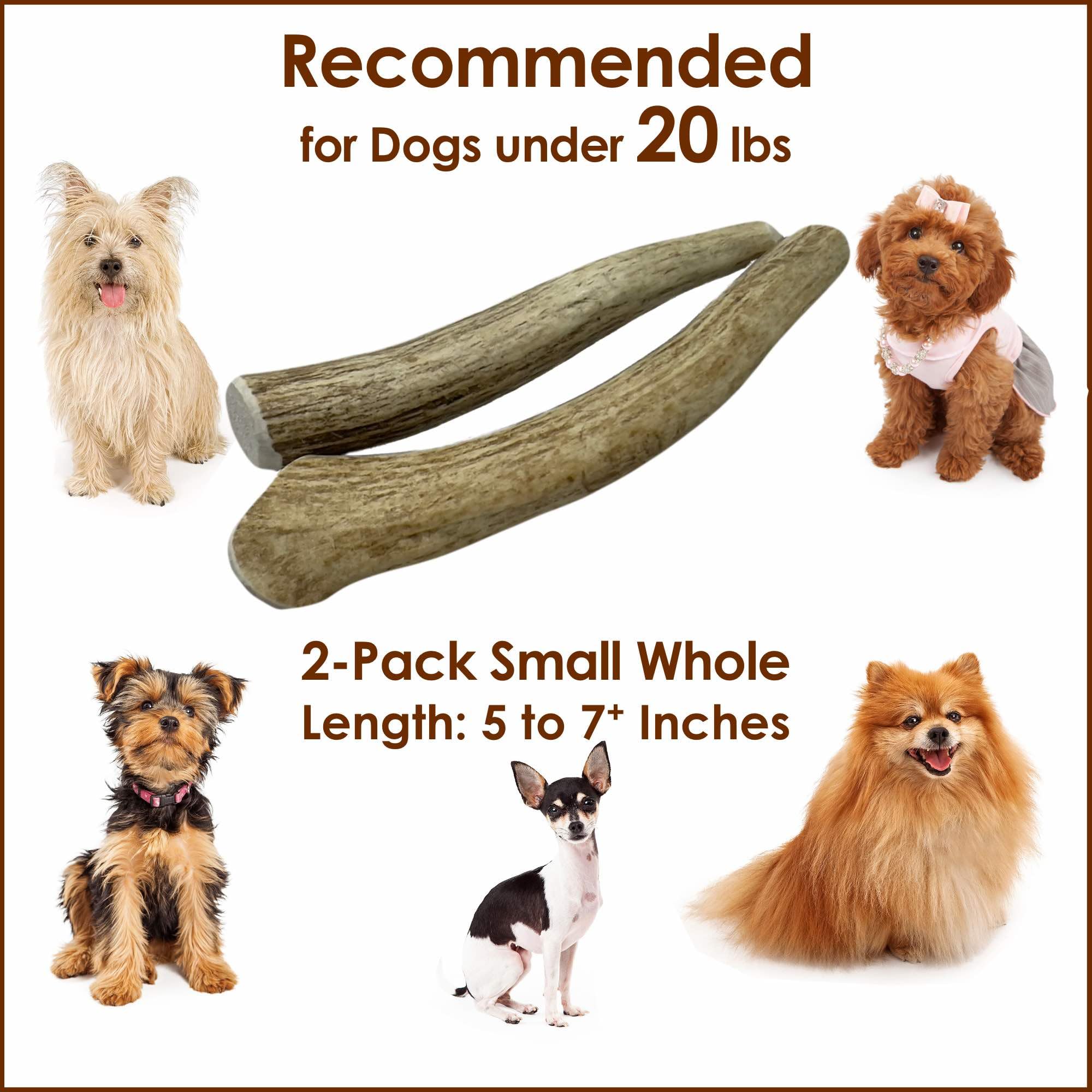 Deluxe Naturals 2-Pack Small Whole Elk Antler Dog Chews (5 to 7+ in) for Small Dogs Under 20 lbs, Long Lasting Natural Dog Bones