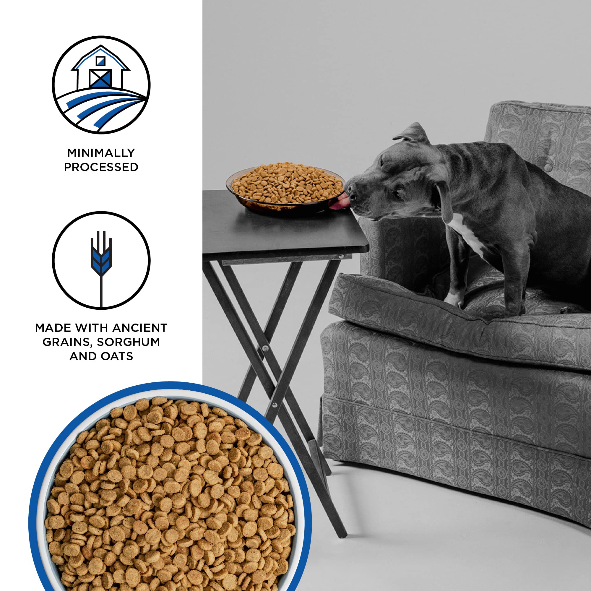 BIXBI Liberty Grain Friendly Dry Dog Food, Game Bird Feast Recipe, 4 lbs - Fresh Meat, No Meat Meal, No Fillers for Easy Digesti