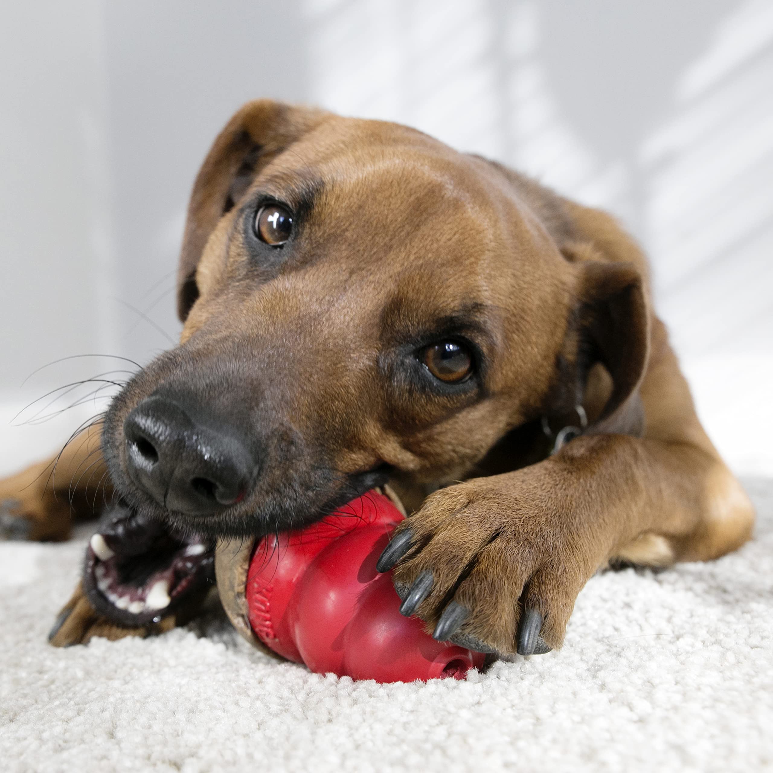 KONG - Classic Durable Dog Toy and Marathon Chew Treat Combo (2 Pieces) - Chicken, Medium