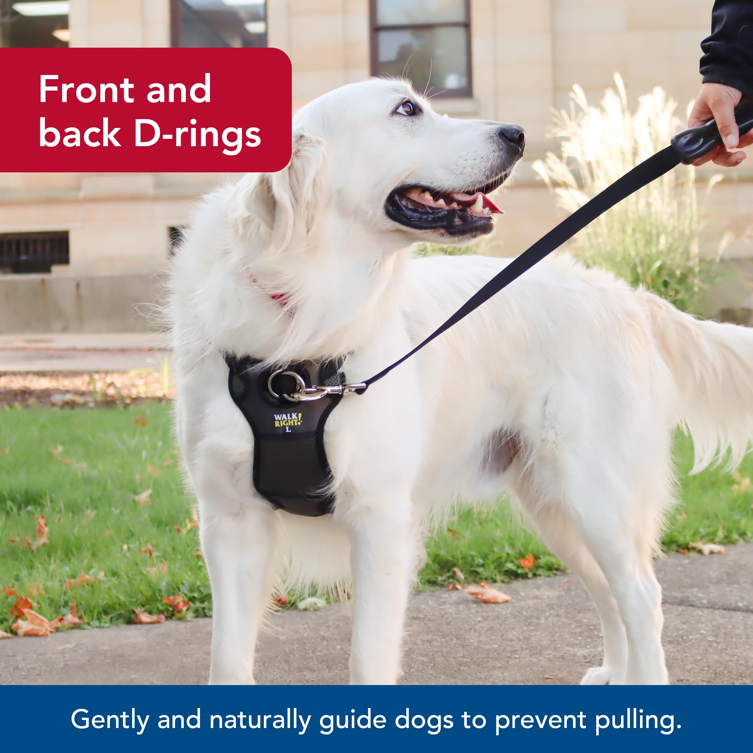 Coastal Pet Walk Right Front-Connect No-Pull Padded Dog Harness - Adjustable & Comfortable Dog Harness - Small & Large Breed Fit - Quality Pet Supplies - Black, Lrg (26'-38')