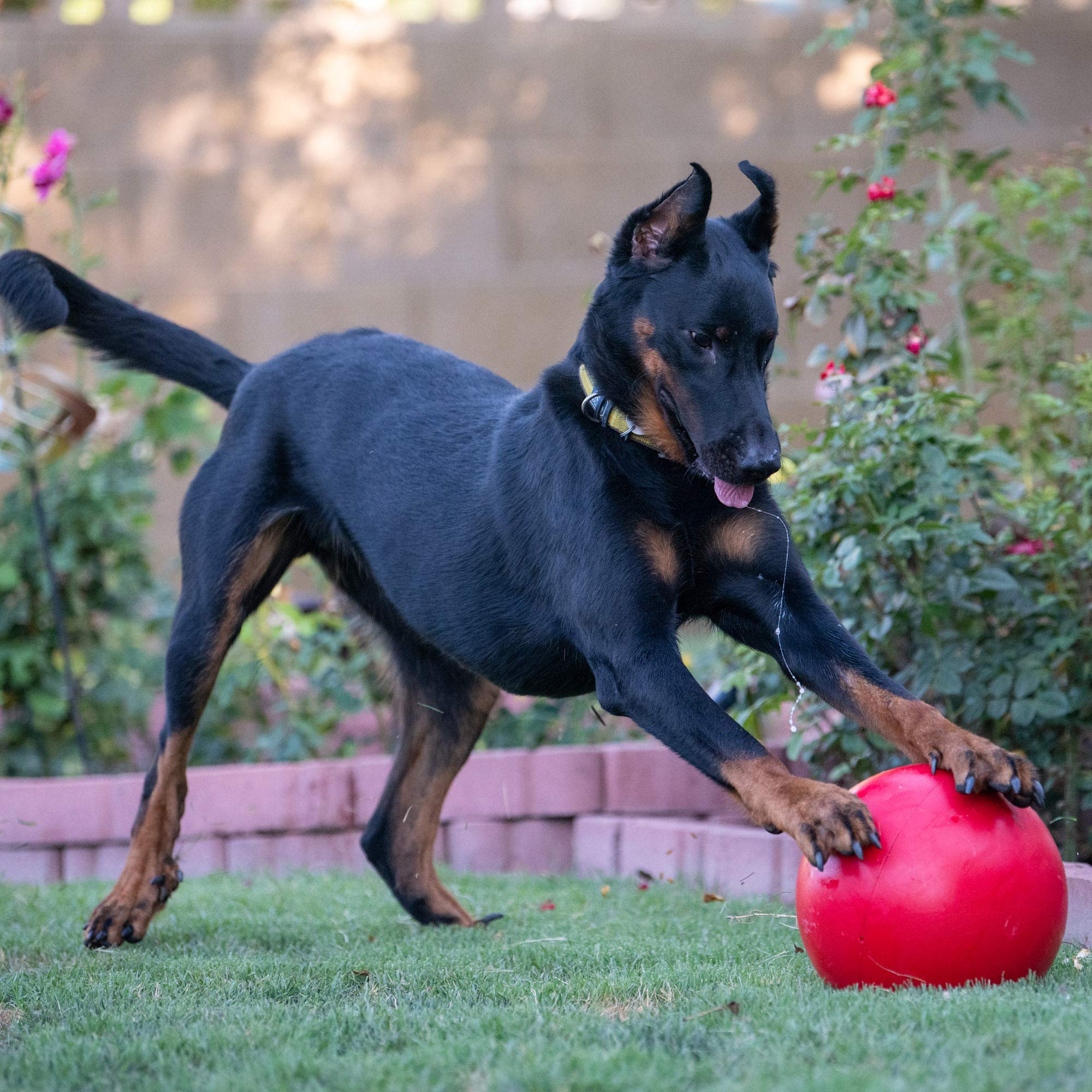 Virtually Indestructible Best Ball For Dogs, 10-Inch