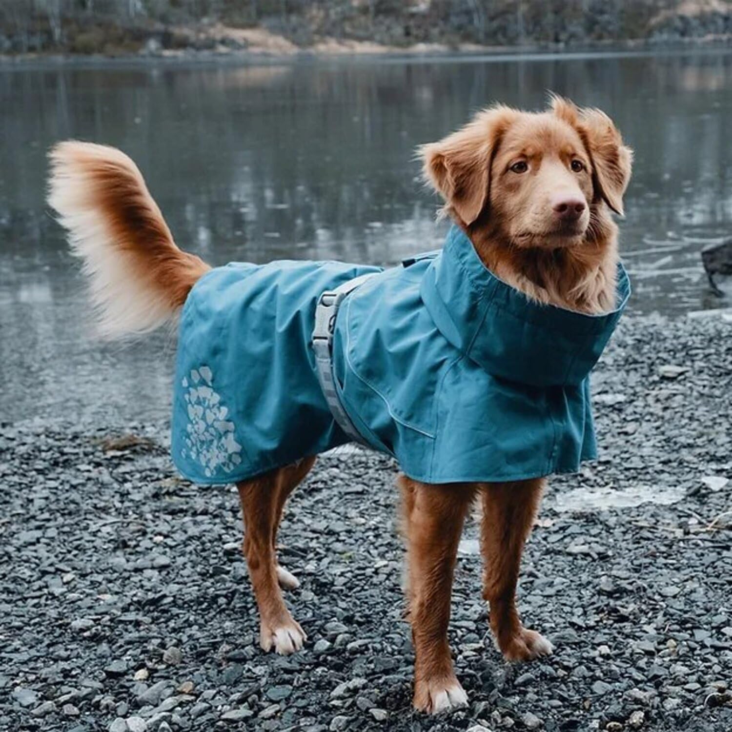 Hurtta Monsoon Coat, Dog Raincoat, Bilberry, 8 In
