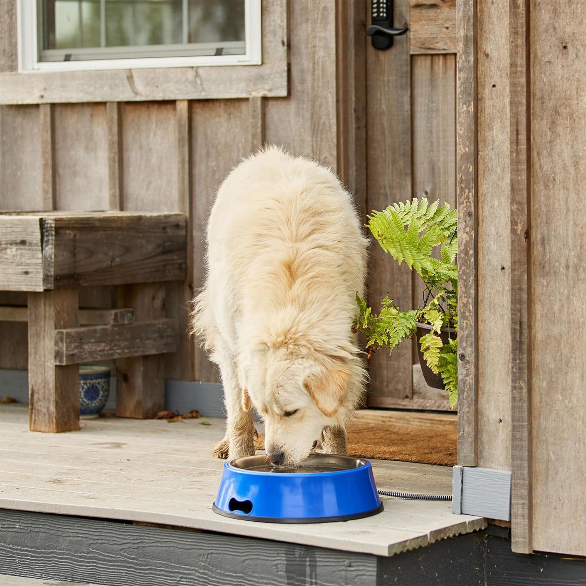 Farm Innovators Signature Series 60 Watt 5.5 Quart Electric Heated Pet Water Bowl With Stainless Steel Insert And Thermostatic C