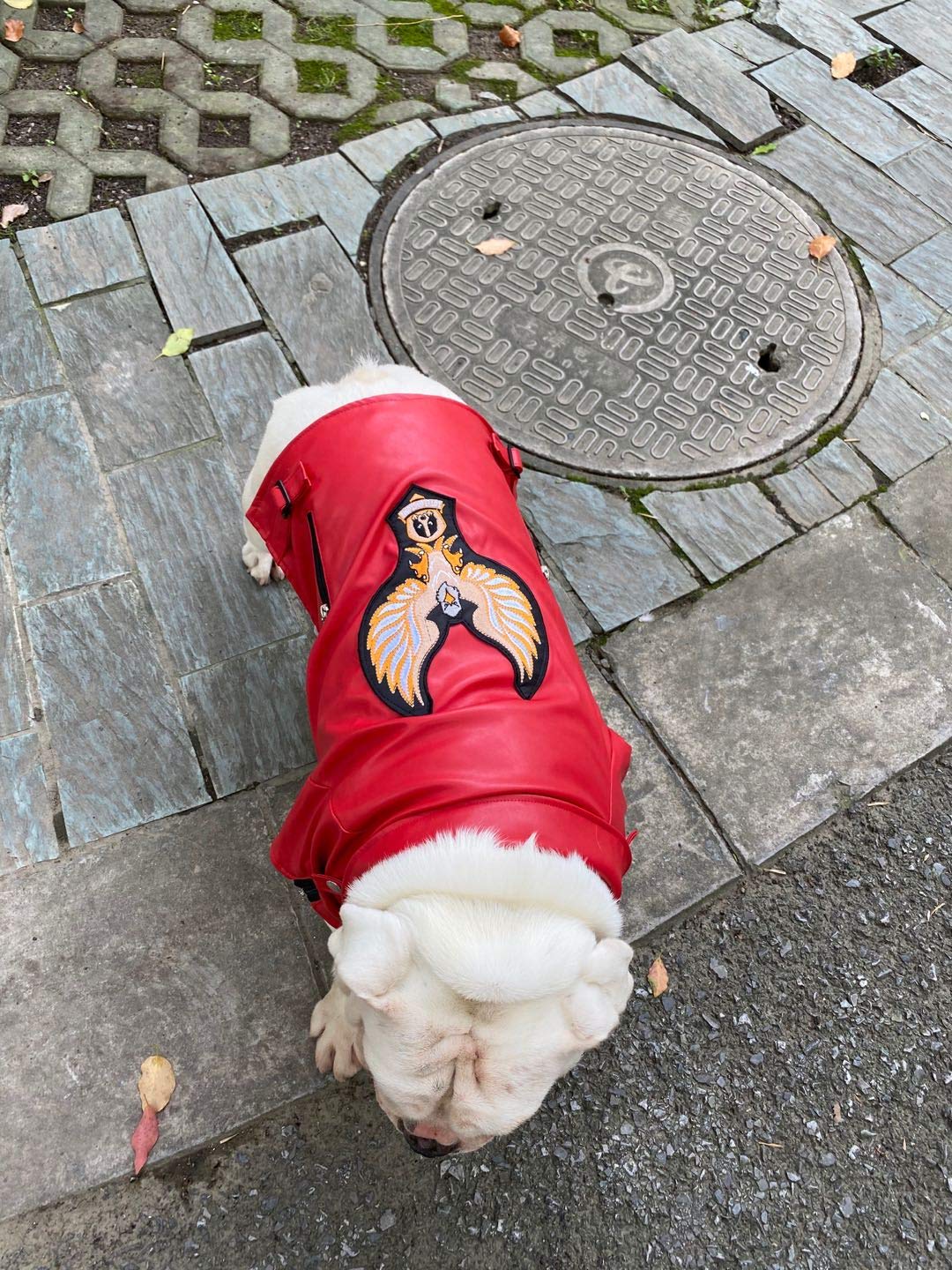 Lovelonglong Cool Dog Leather Jacket, Warm Coats Dogs Windproof Cold Weather Coats For Large Medium Small Dogs With Eagle Embroi