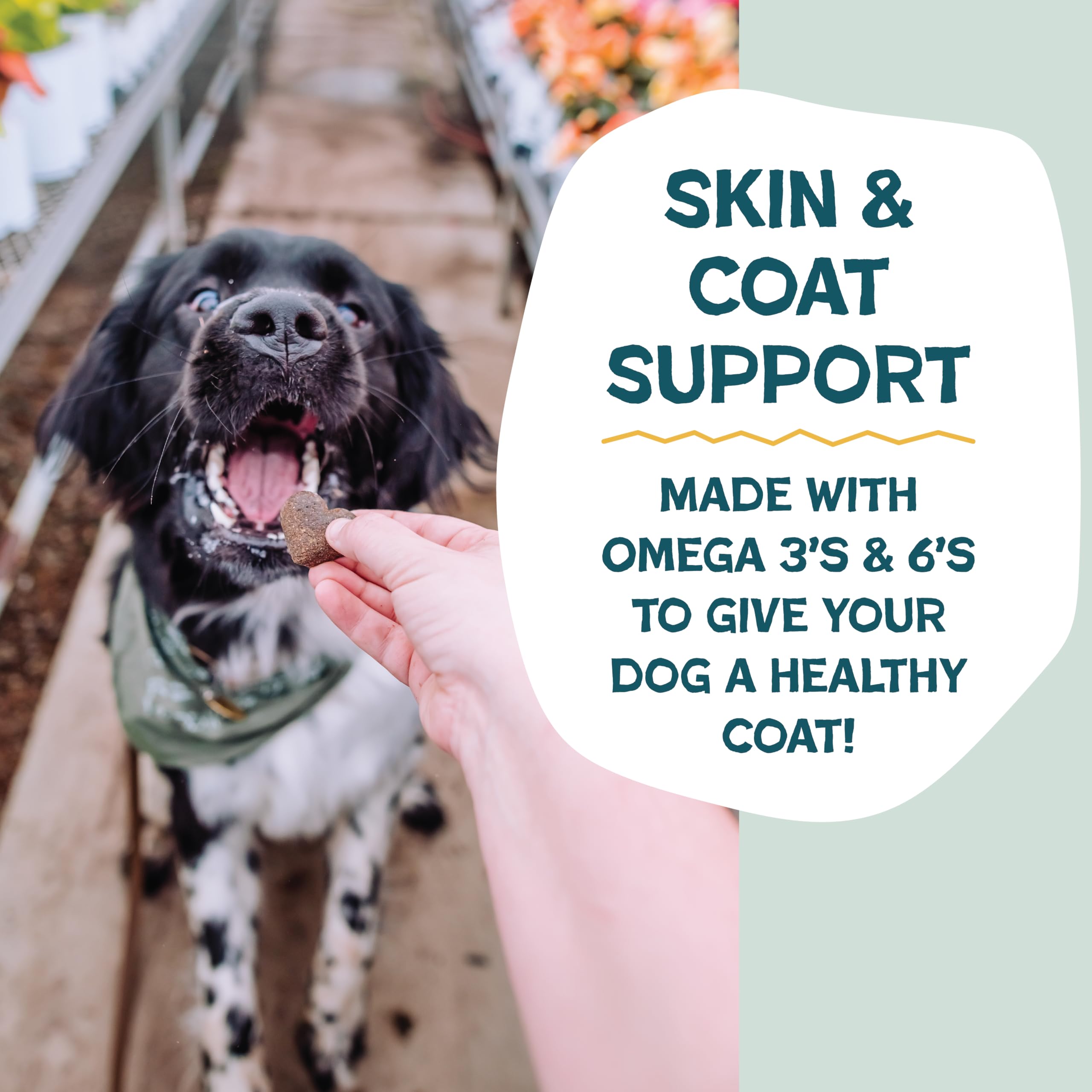 Shameless Pets Soft-Baked Dog Treats, 6oz Bananas for Bacon, Grain-Free Chews for Skin & Coat Support, Made in USA, Yellow