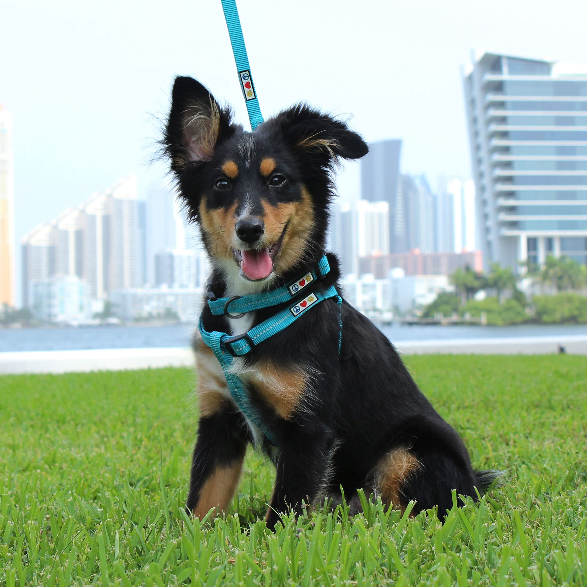 Pawtitas Recycled Dog Harness With Reflective Stitched A Puppy Harness Made From Plastic Bottles Collected From Oceans Large Pin